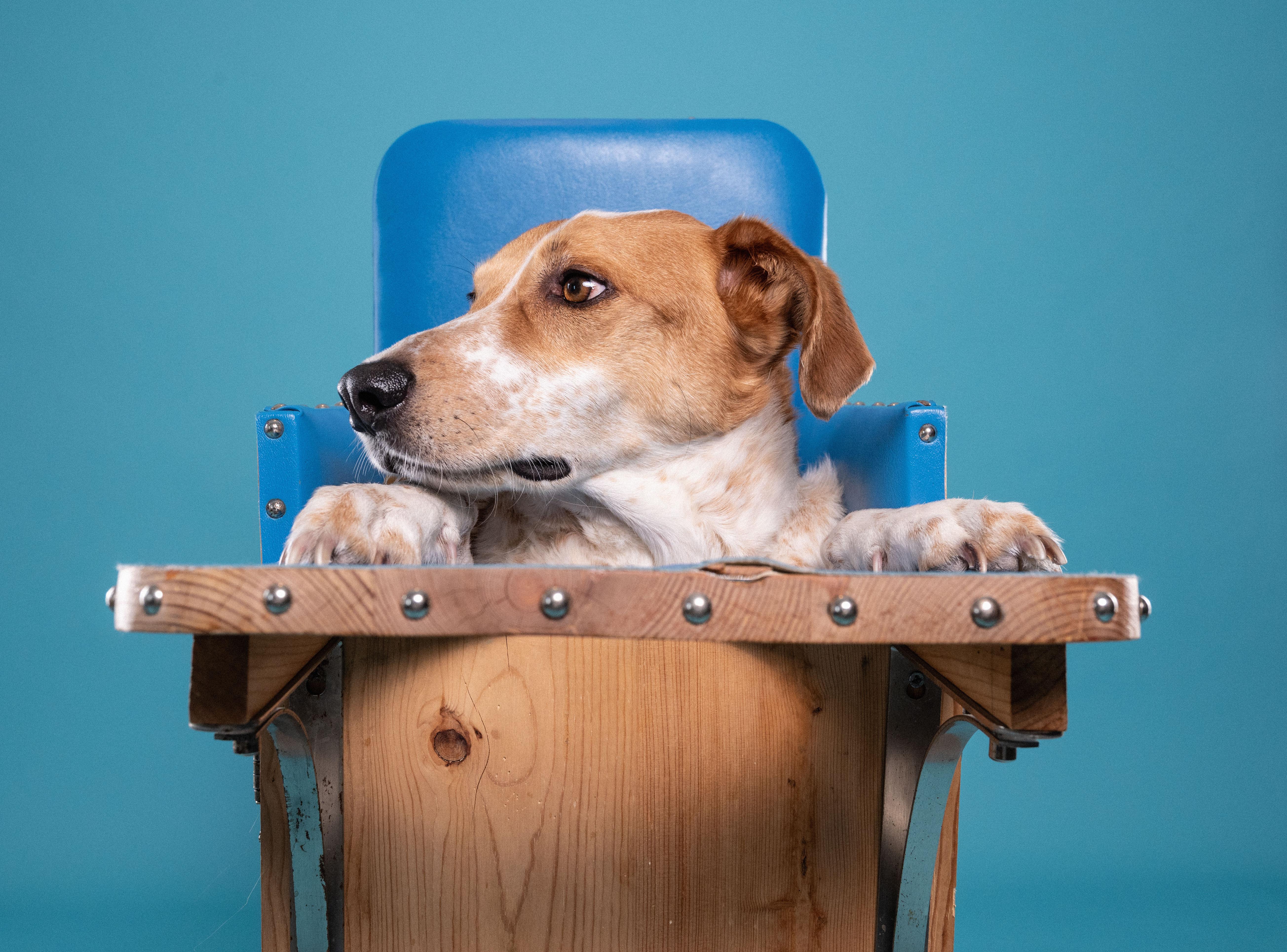 Enlarge Dexter, a ADOPTABLE mixed breed in Mississauga, ON image 5/5