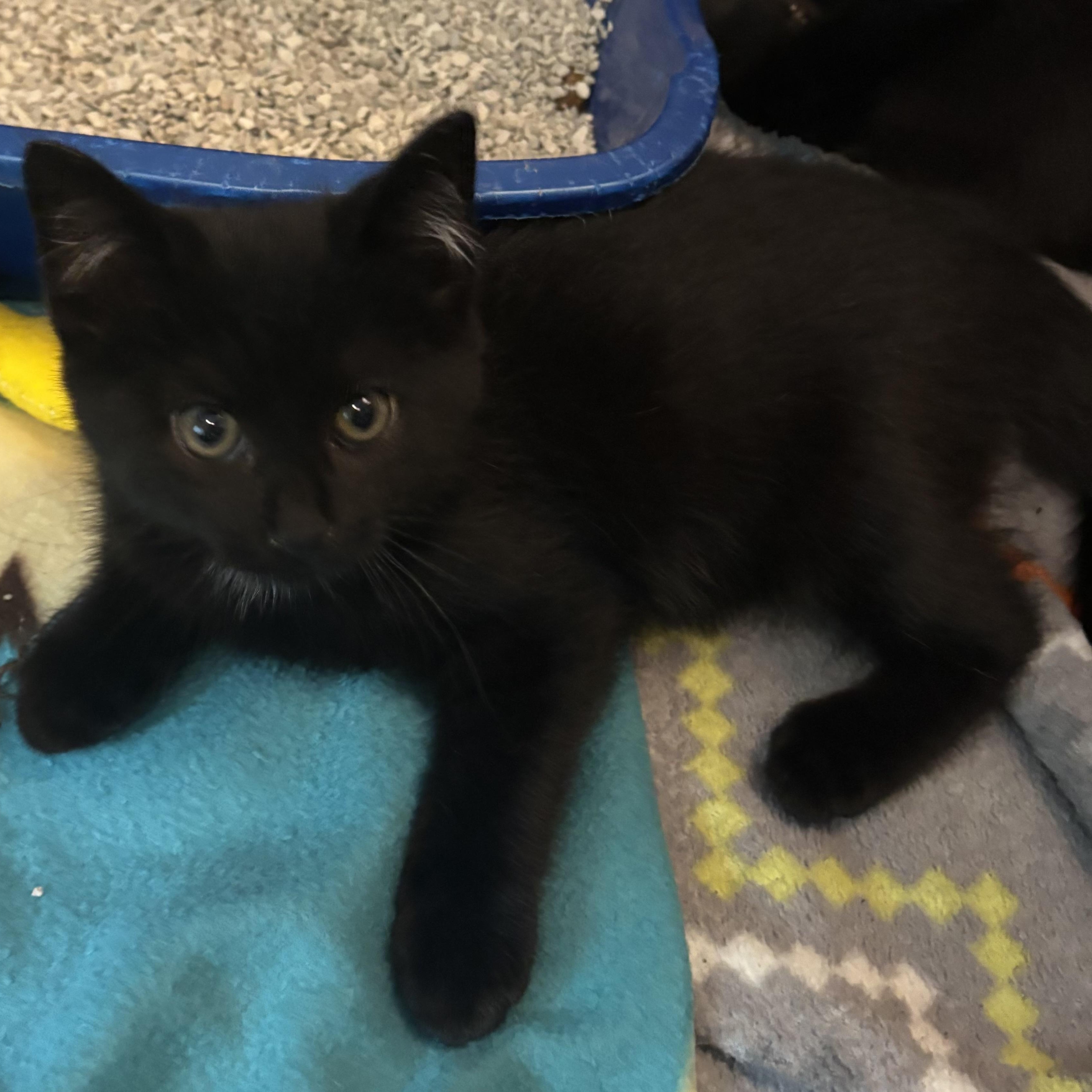 SHERRY, adopted, Kitten Female Domestic Short Hair.