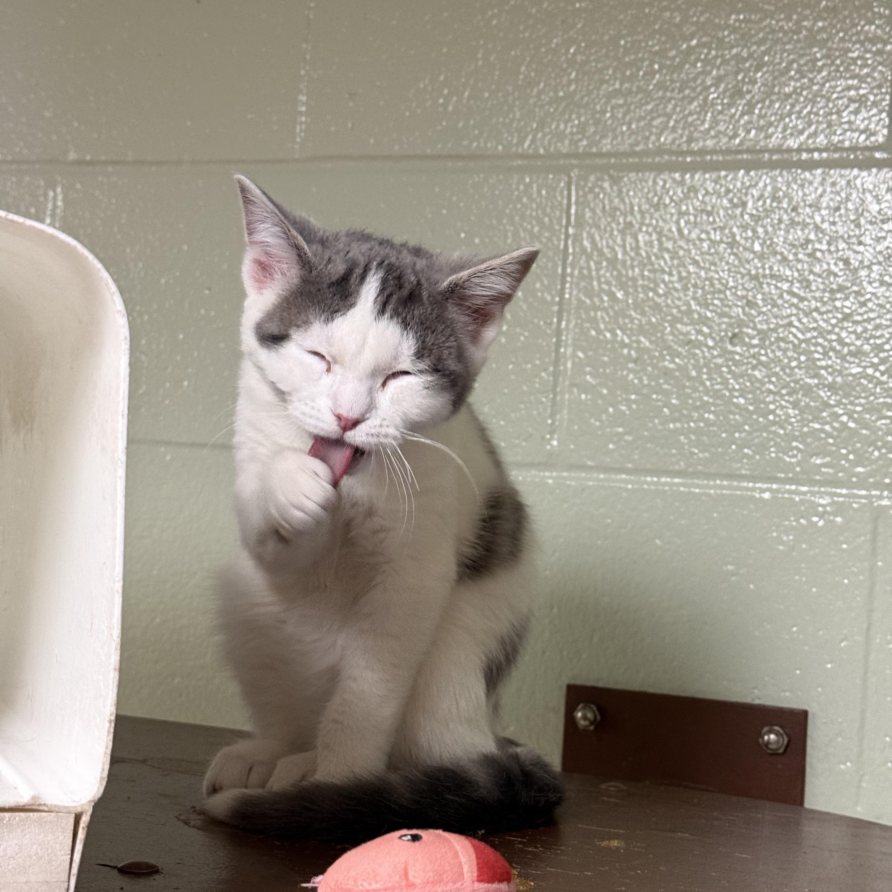 Garcia, adopted, Young Male Domestic Short Hair.