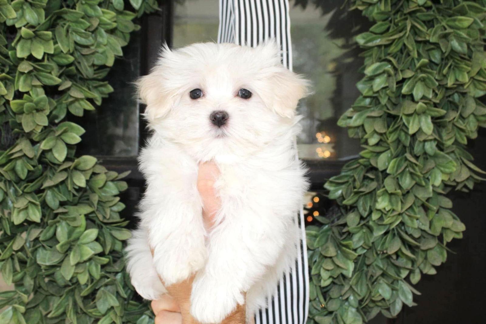 Tinkerbell, Adopted, Puppy Female Maltese.