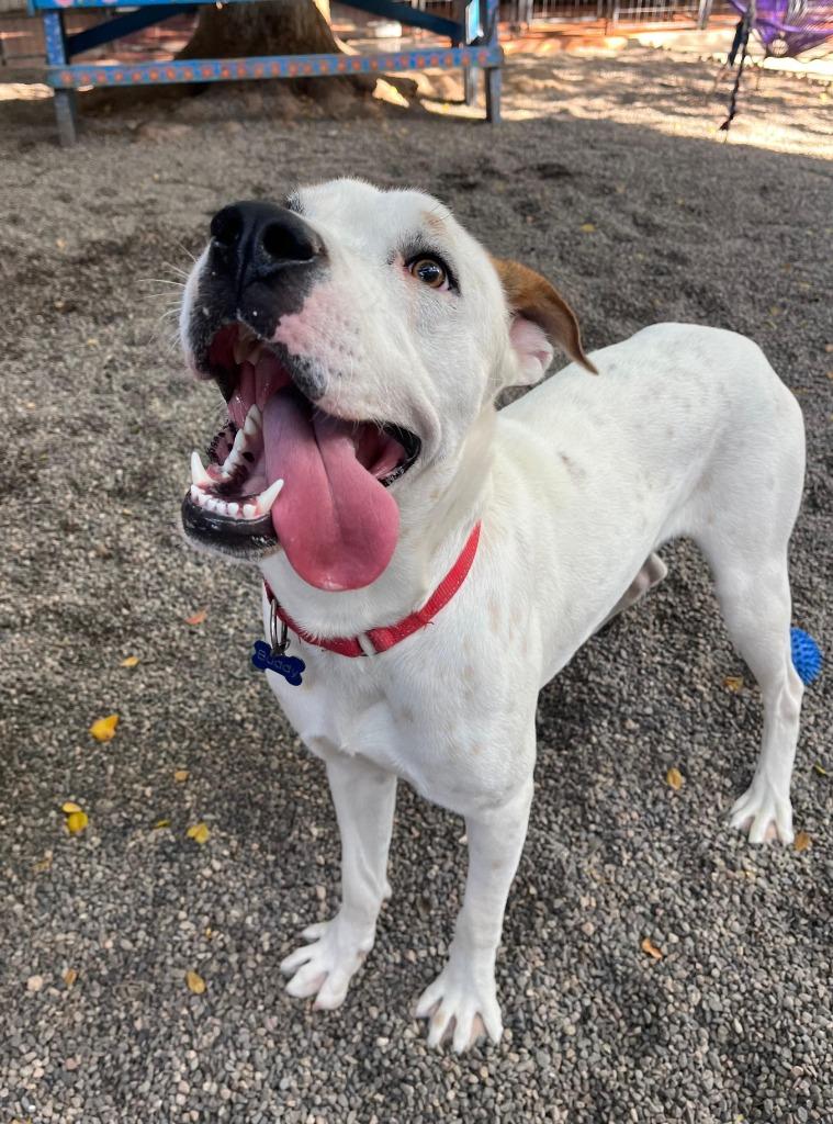 Buddy — thumbnail 3