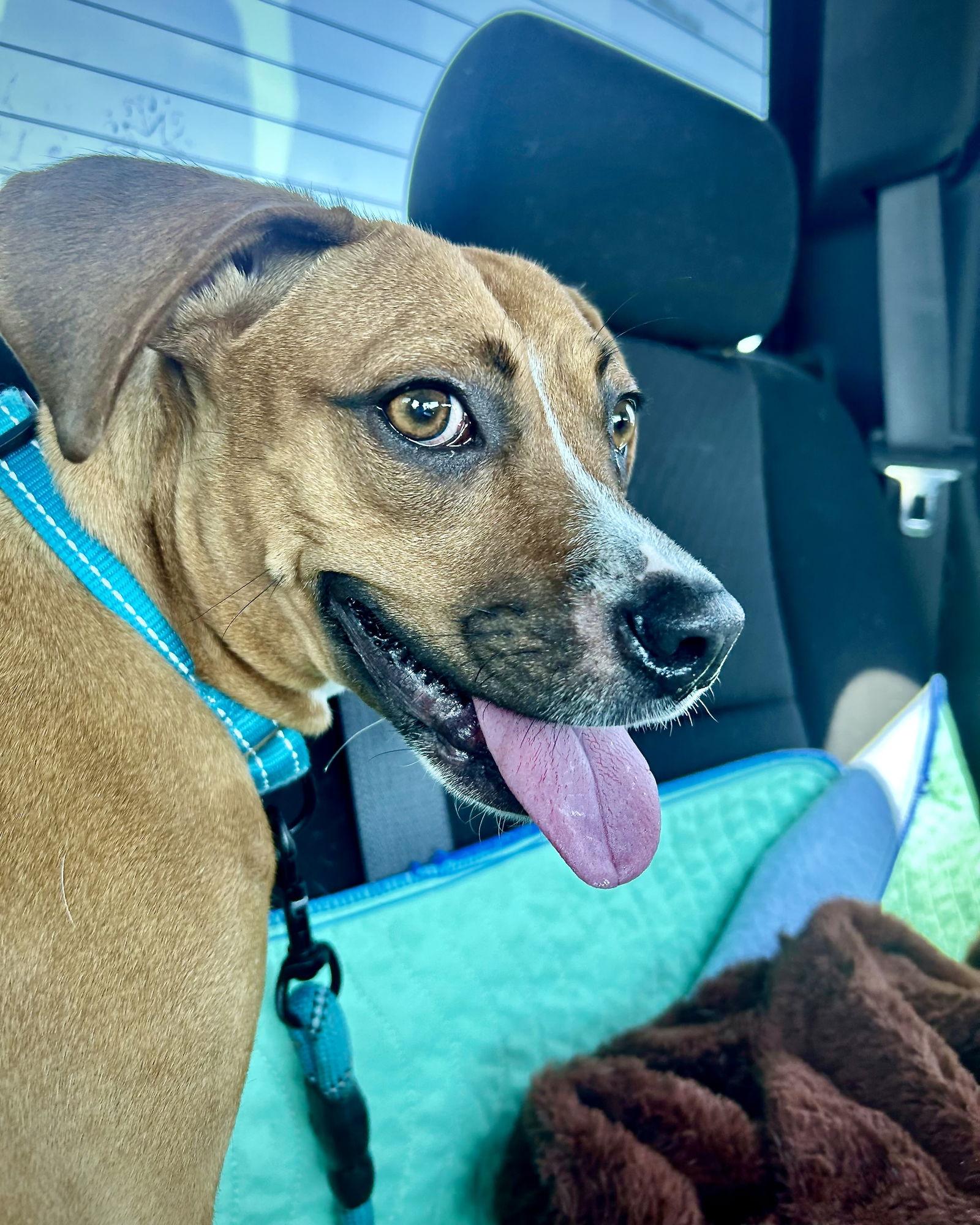 Daisy, a Adoptable Boxer in Monticello, NY image 1/3