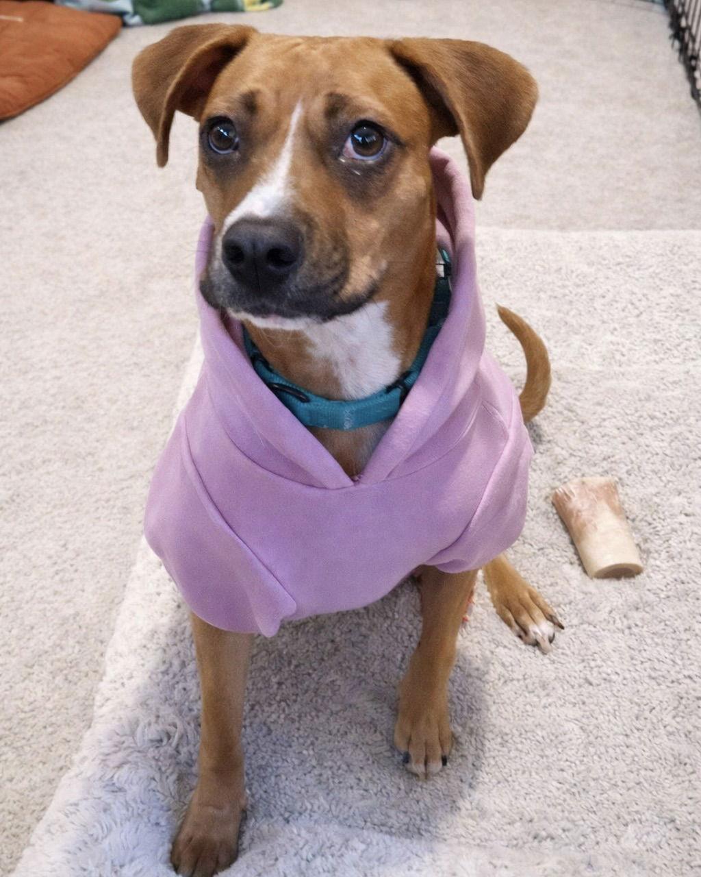 Daisy, Adoptable, Adult Female Boxer.