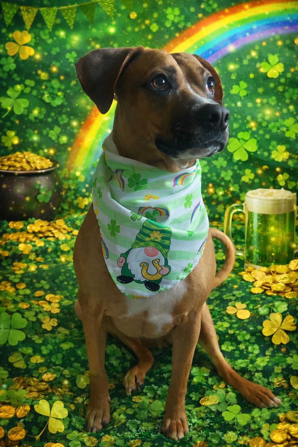 Daisy, a Adoptable Boxer in Monticello, NY image 3/3