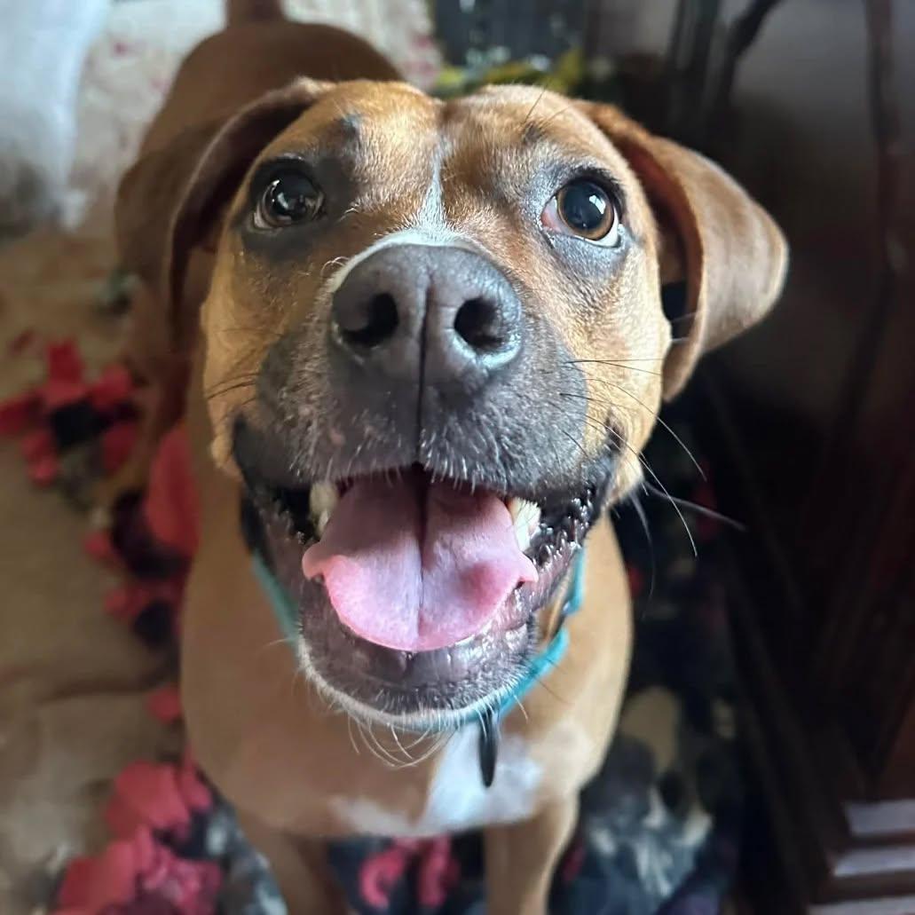 Enlarge Daisy, a Adoptable Boxer in Monticello, NY image 3/3