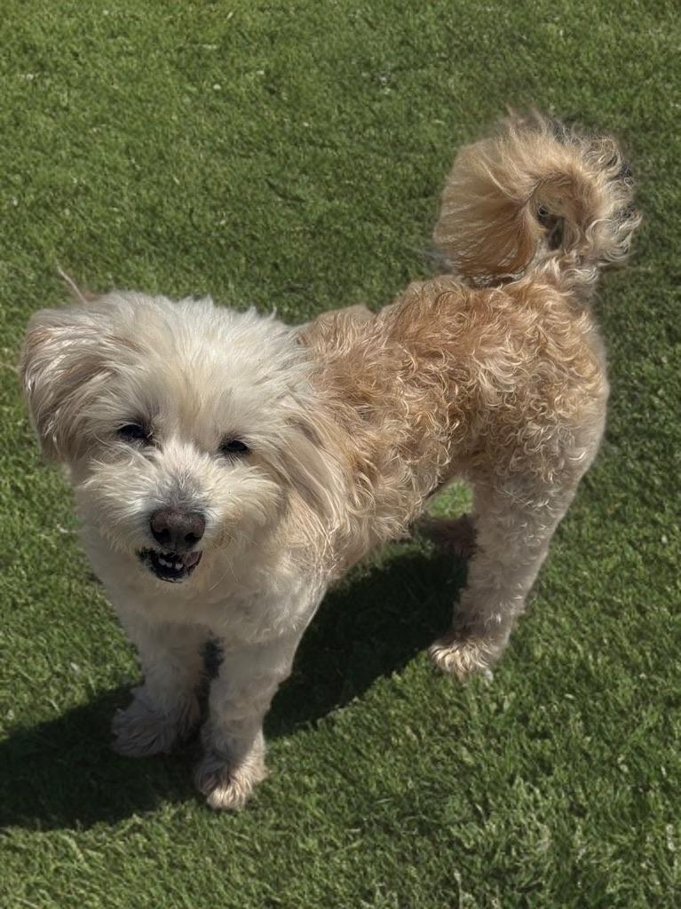 Harold, an adoptable Havanese in Newport Beach, CA, 92660 | Photo Image 3
