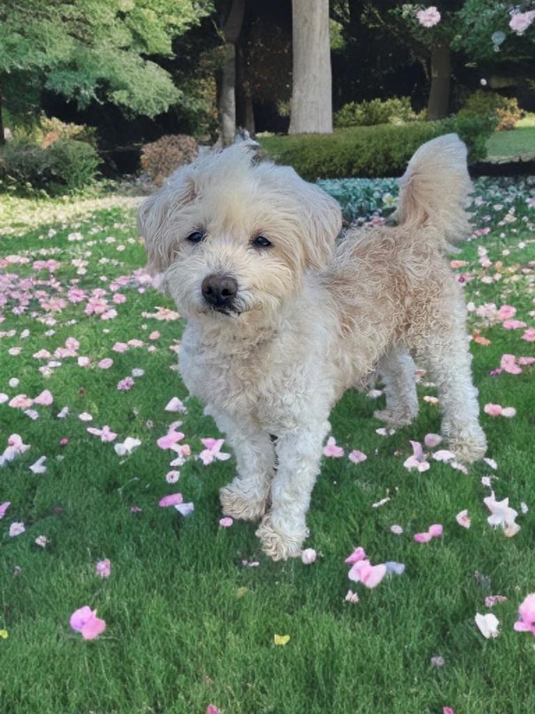 Harold, an adoptable Havanese in Newport Beach, CA, 92660 | Photo Image 4