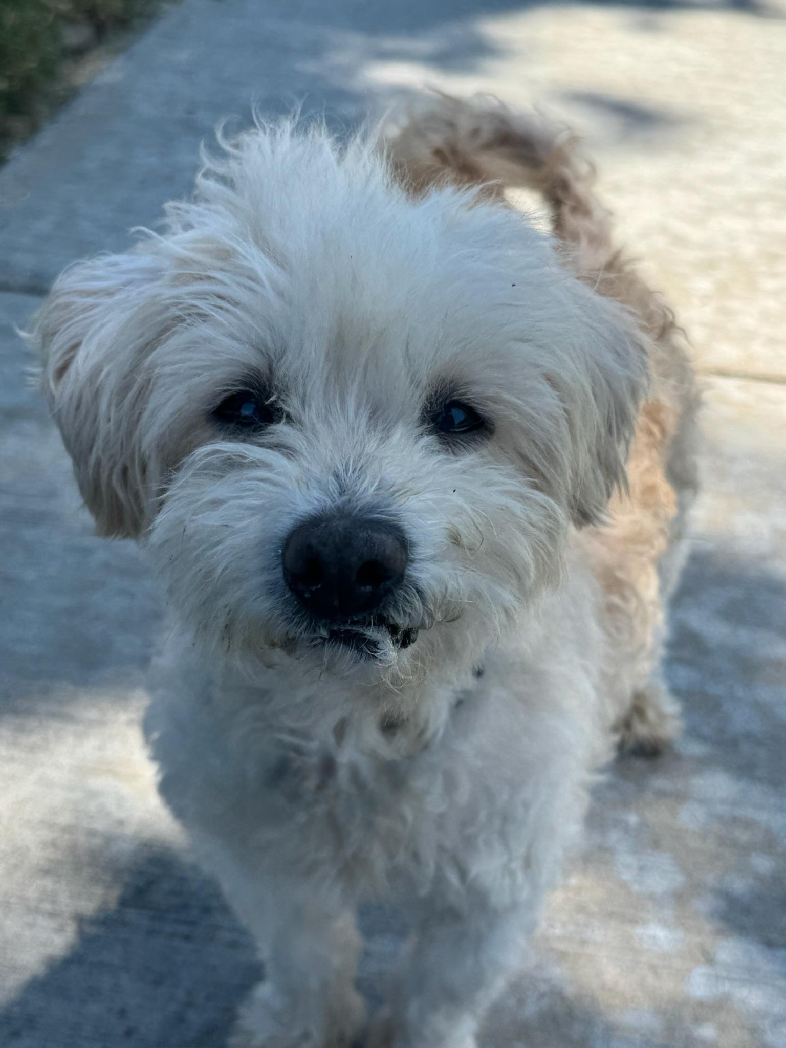 Harold, an adoptable Havanese in Newport Beach, CA, 92660 | Photo Image 1