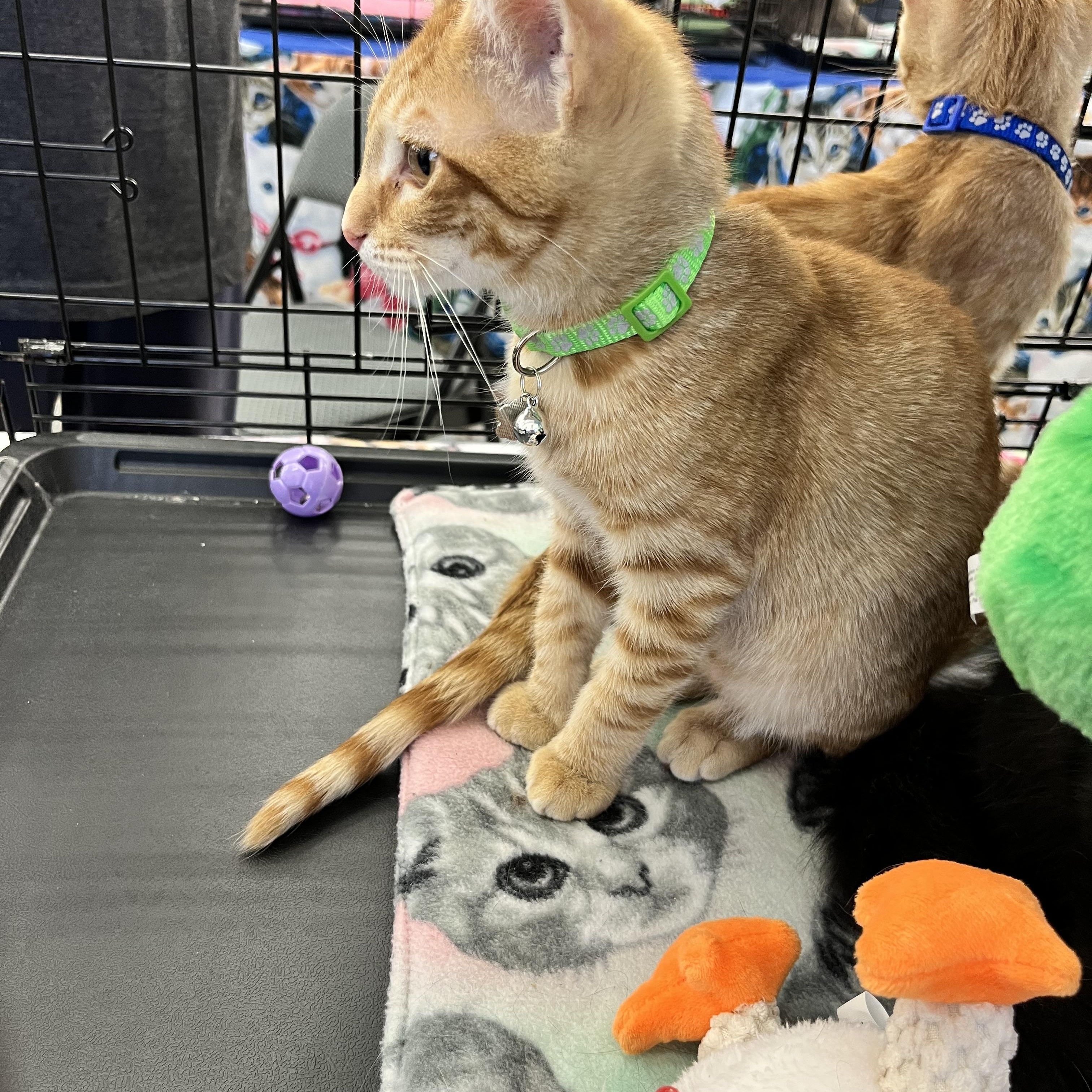 Enlarge Garrett M., a ADOPTABLE Domestic Short Hair in Sacramento, CA image 1/1