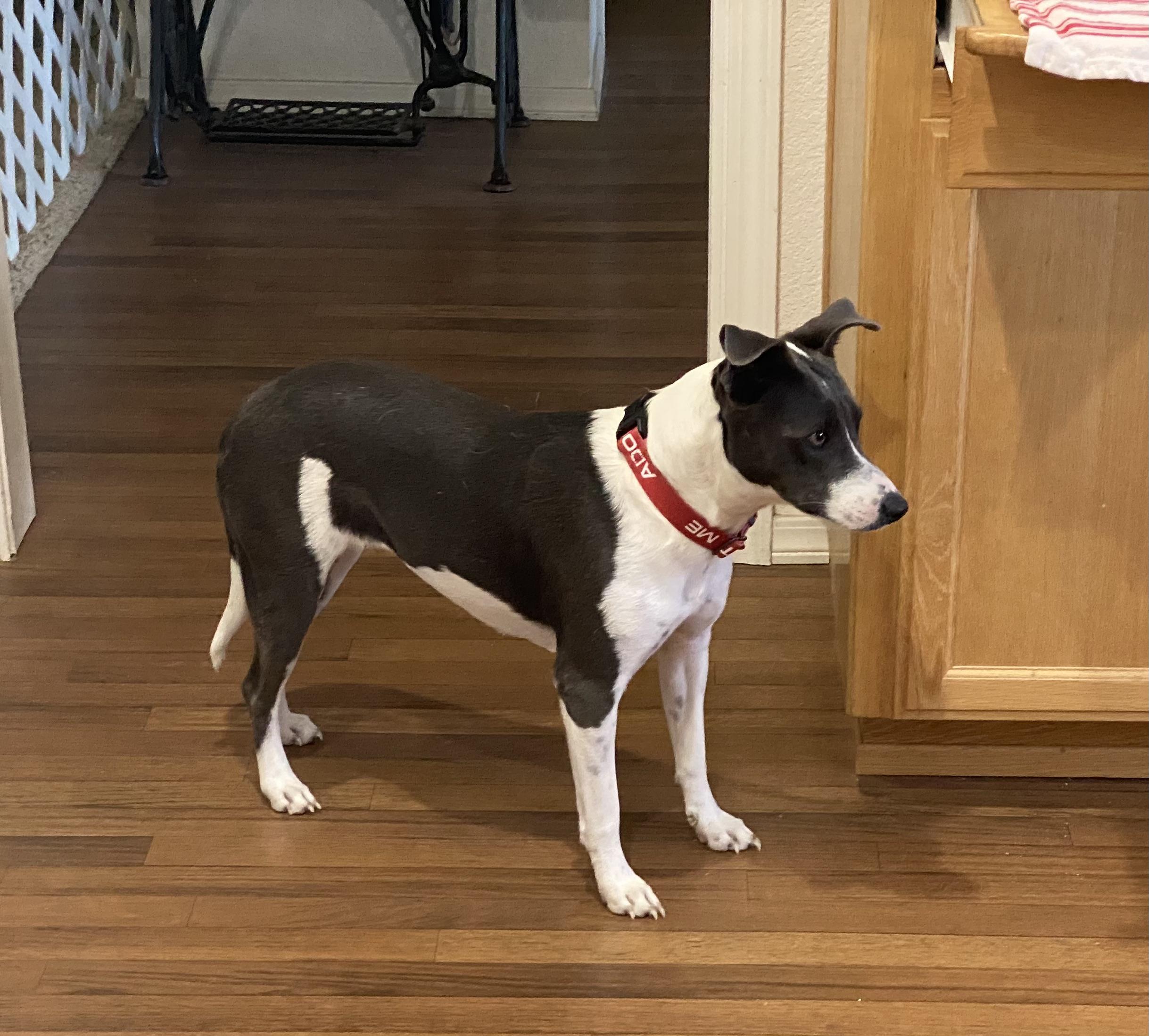 MAGGIE, a ADOPTABLE mixed breed in Arroyo Grande, CA image 4/5