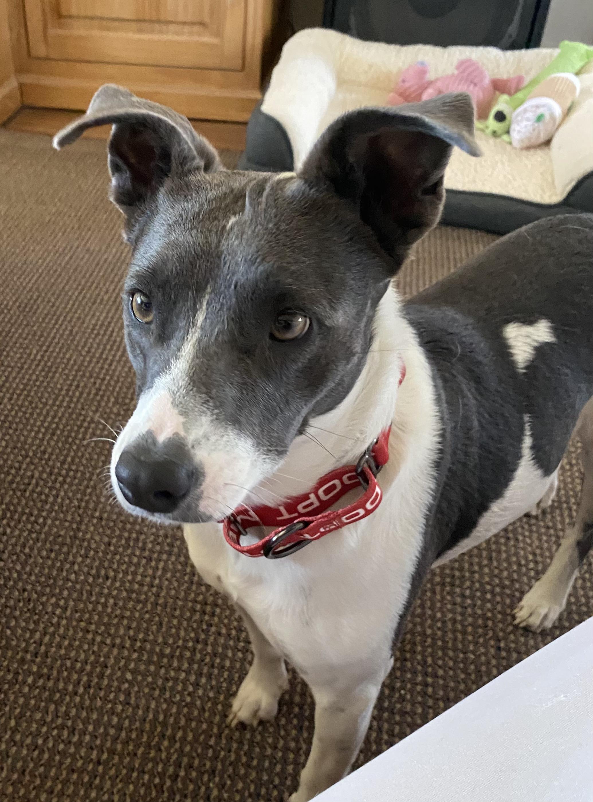 MAGGIE, a ADOPTABLE mixed breed in Arroyo Grande, CA image 1/5