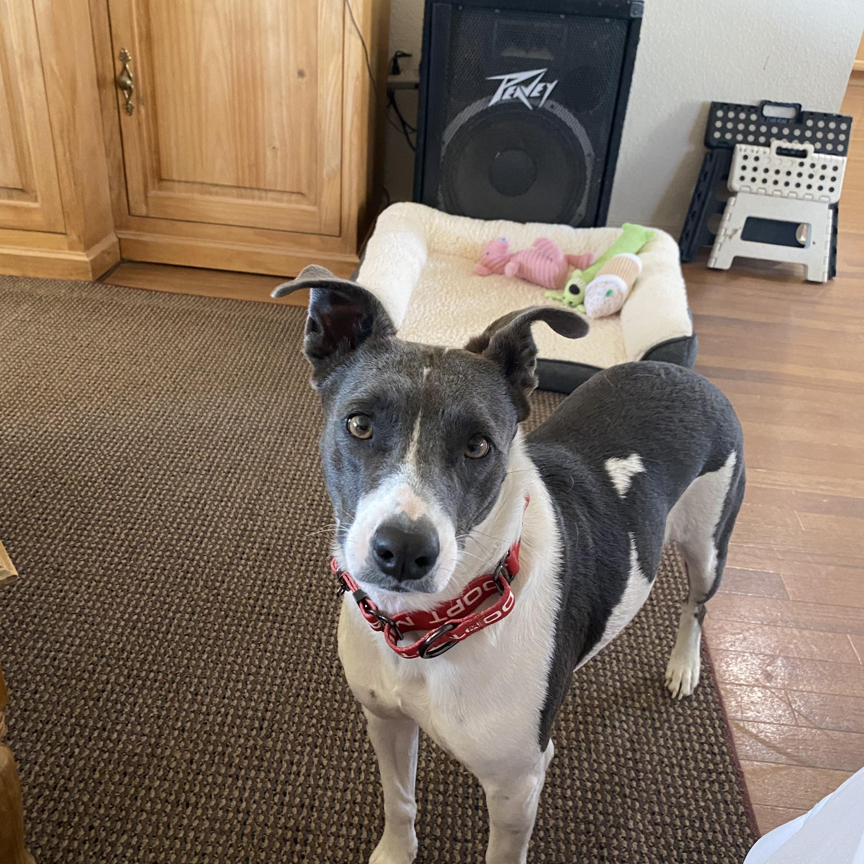 MAGGIE, a ADOPTABLE mixed breed in Arroyo Grande, CA image 5/5