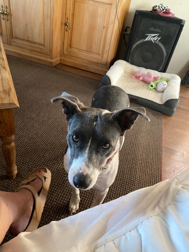 MAGGIE, a ADOPTABLE mixed breed in Arroyo Grande, CA image 2/5