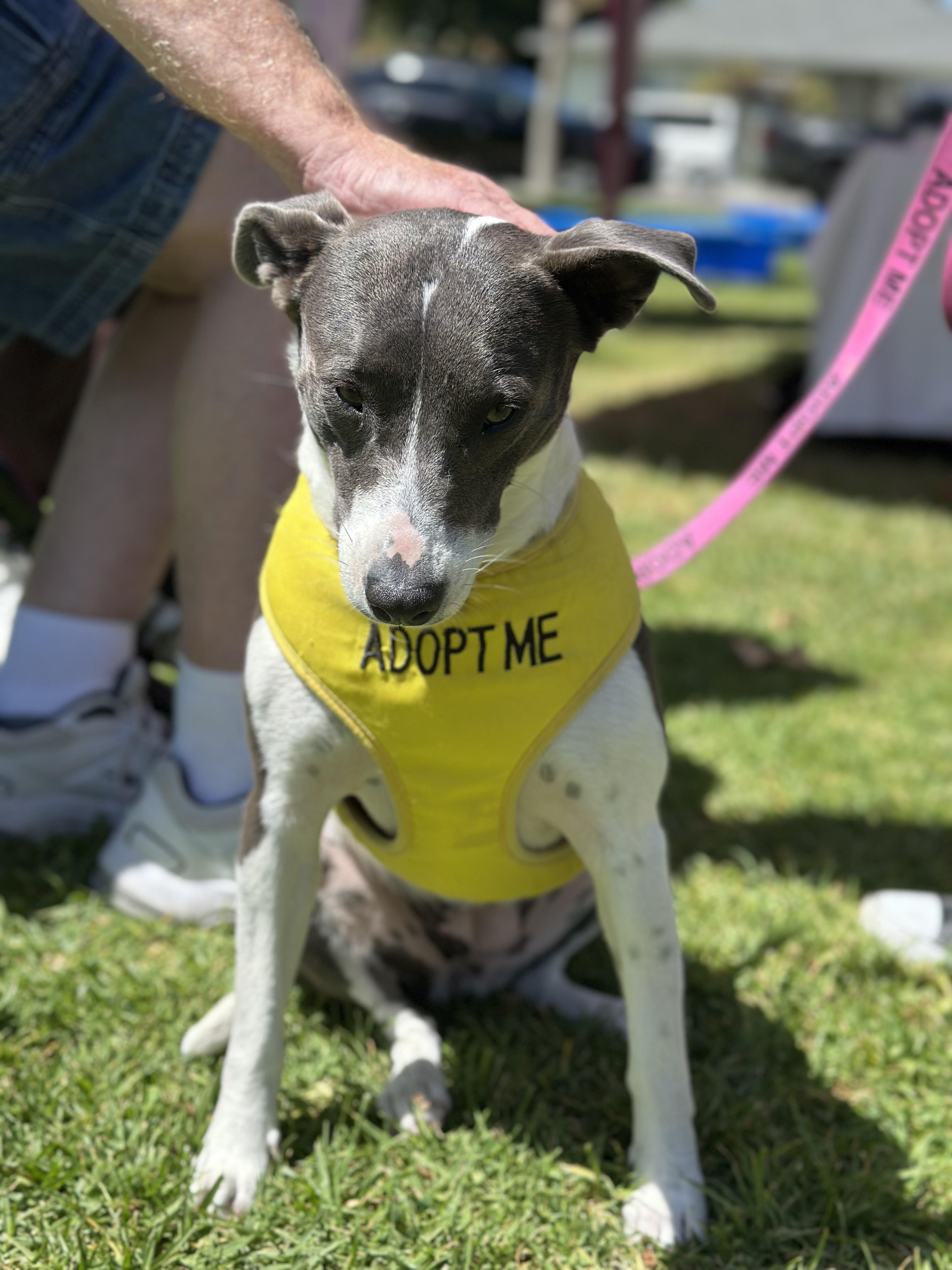 MAGGIE, a ADOPTABLE mixed breed in Arroyo Grande, CA image 3/6