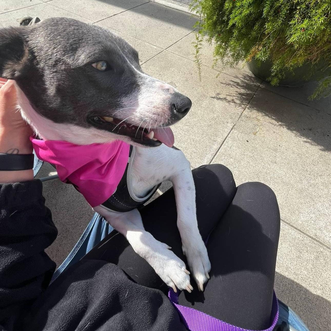 MAGGIE, a ADOPTABLE mixed breed in Arroyo Grande, CA image 3/5
