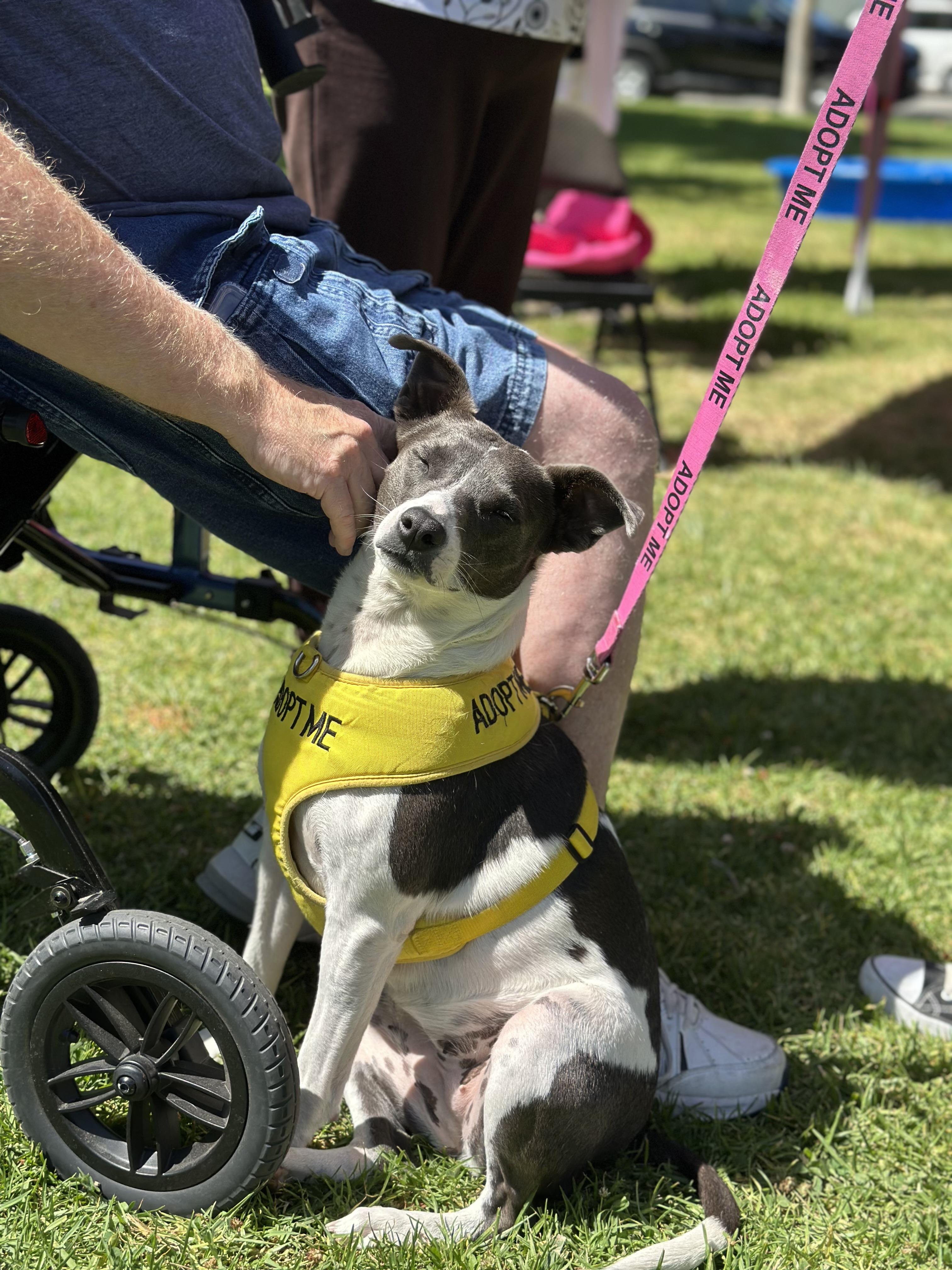 MAGGIE, a ADOPTABLE mixed breed in Arroyo Grande, CA image 2/6