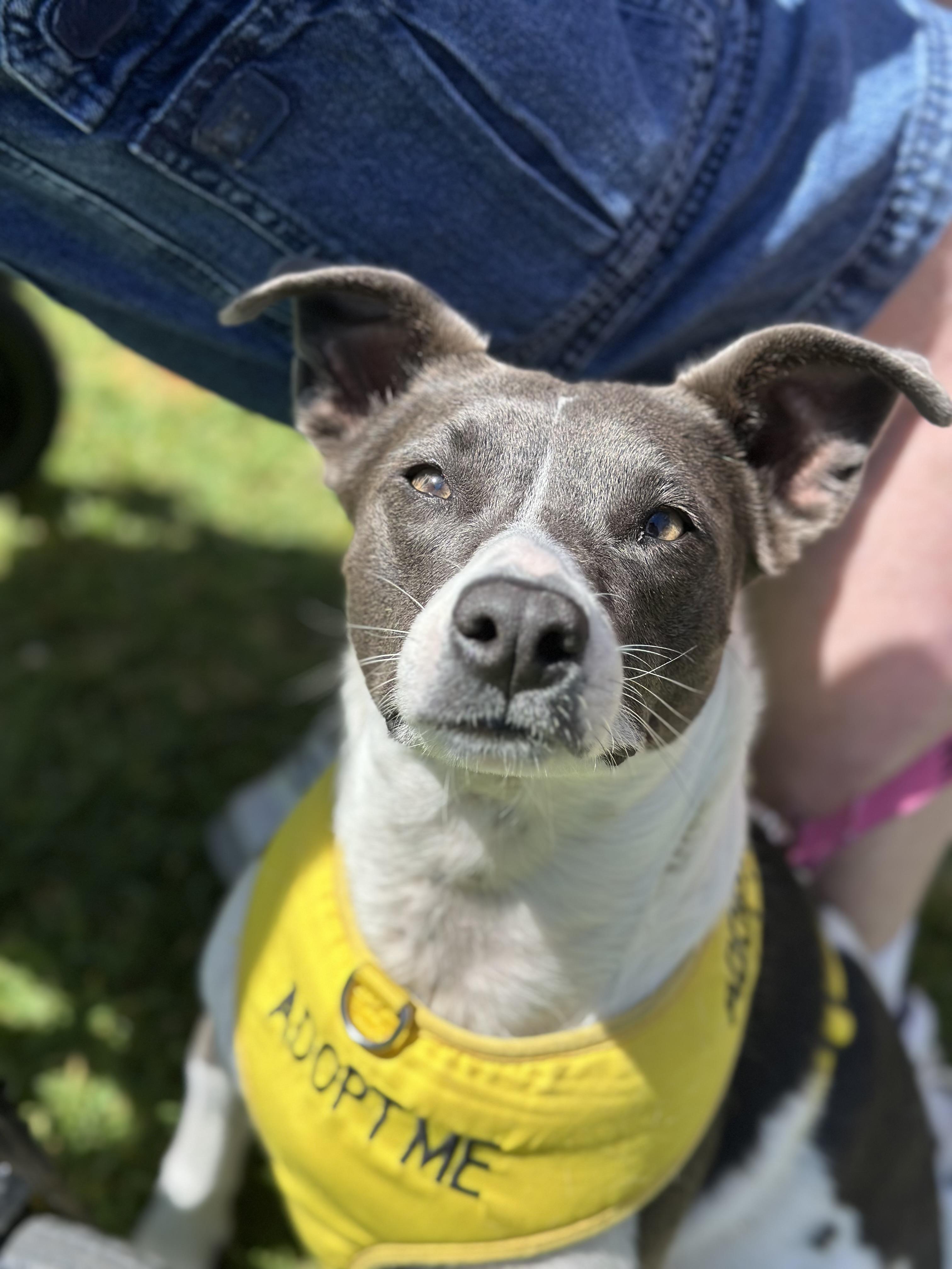 MAGGIE, ADOPTABLE, Adult Female Australian Shepherd & Pit Bull Terrier.