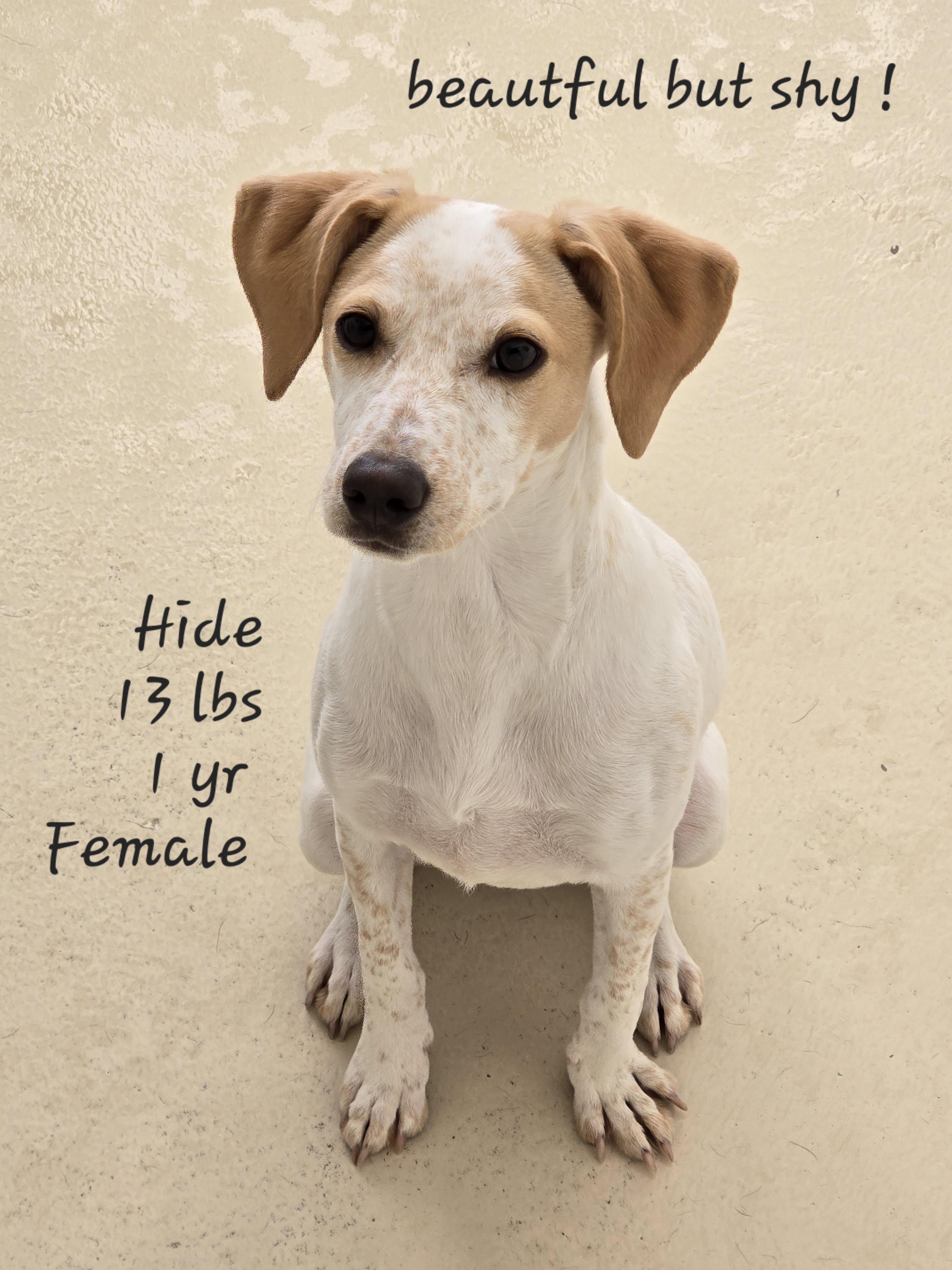 Hide