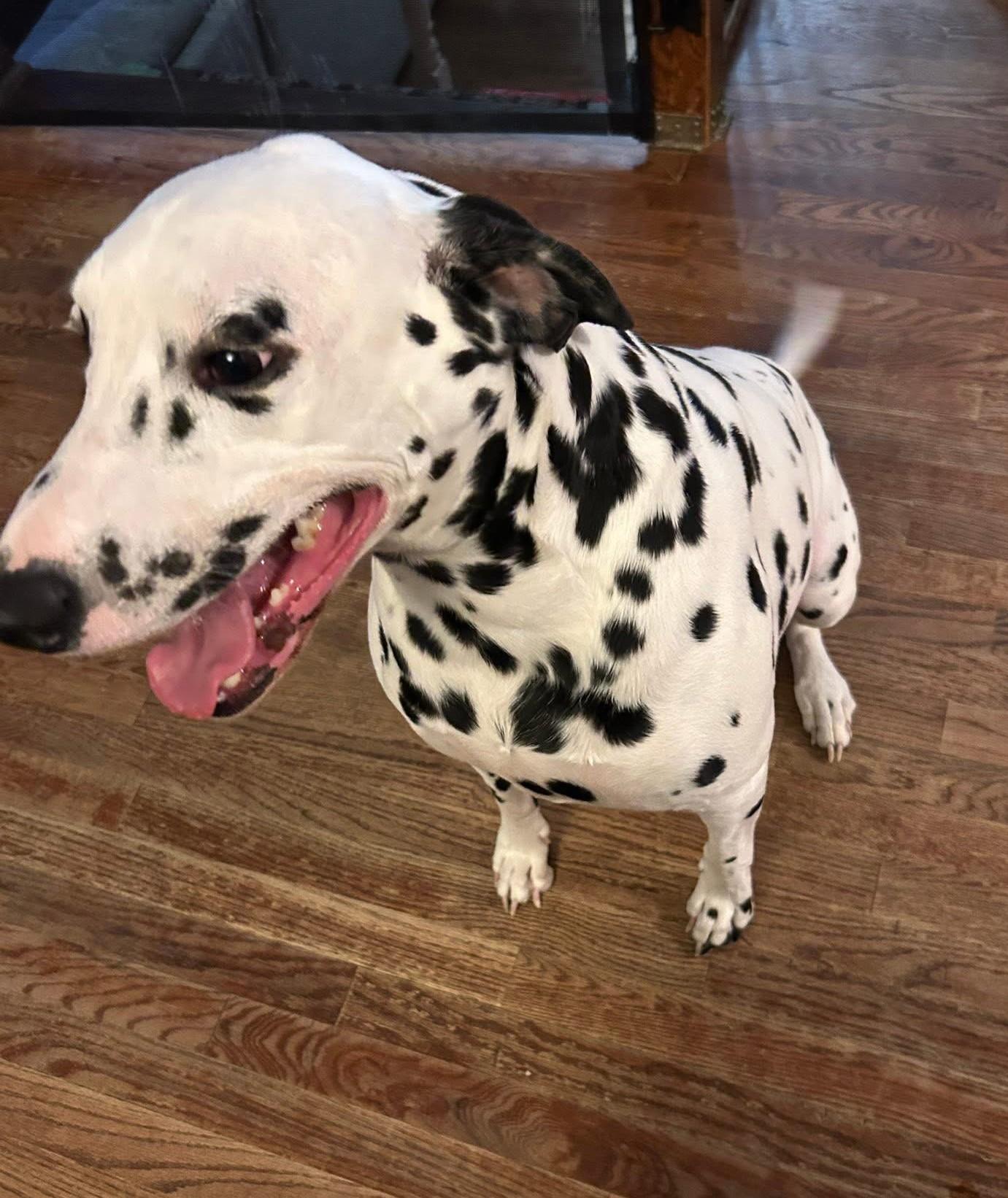 Oreo-ADOPTION PENDING, an adopted Dalmatian in Frenchville, ME image 4/4