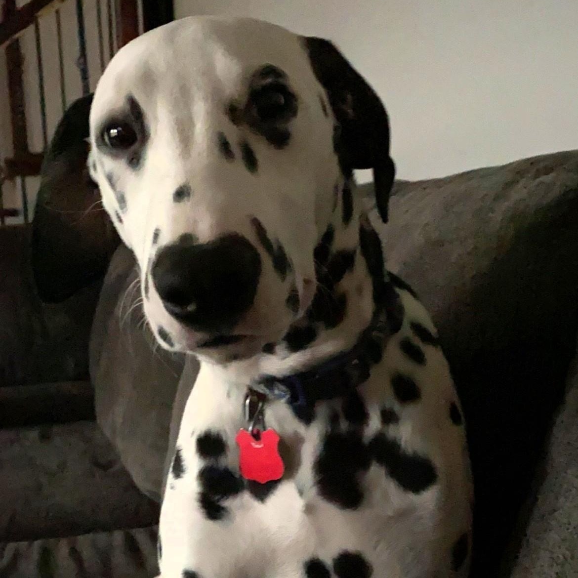 Oreo-ADOPTION PENDING, an adopted Dalmatian in Frenchville, ME image 1/4