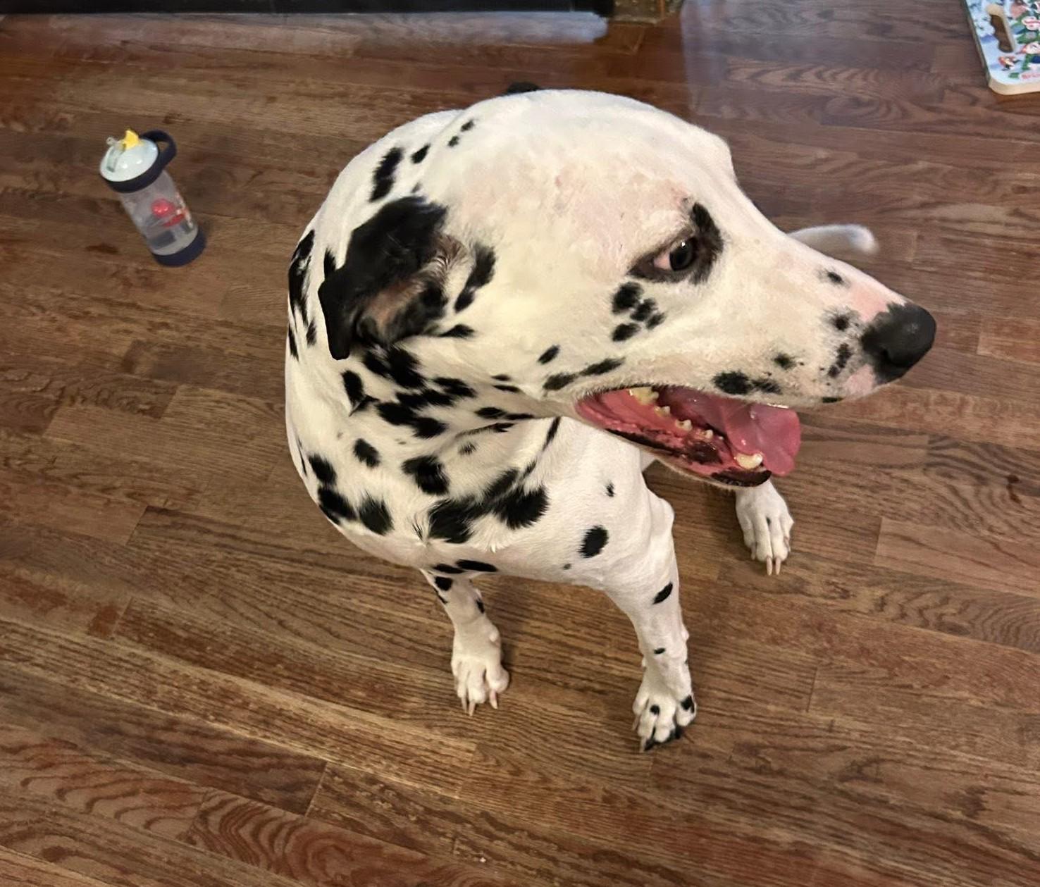 Oreo-ADOPTION PENDING, an adopted Dalmatian in Frenchville, ME image 3/4