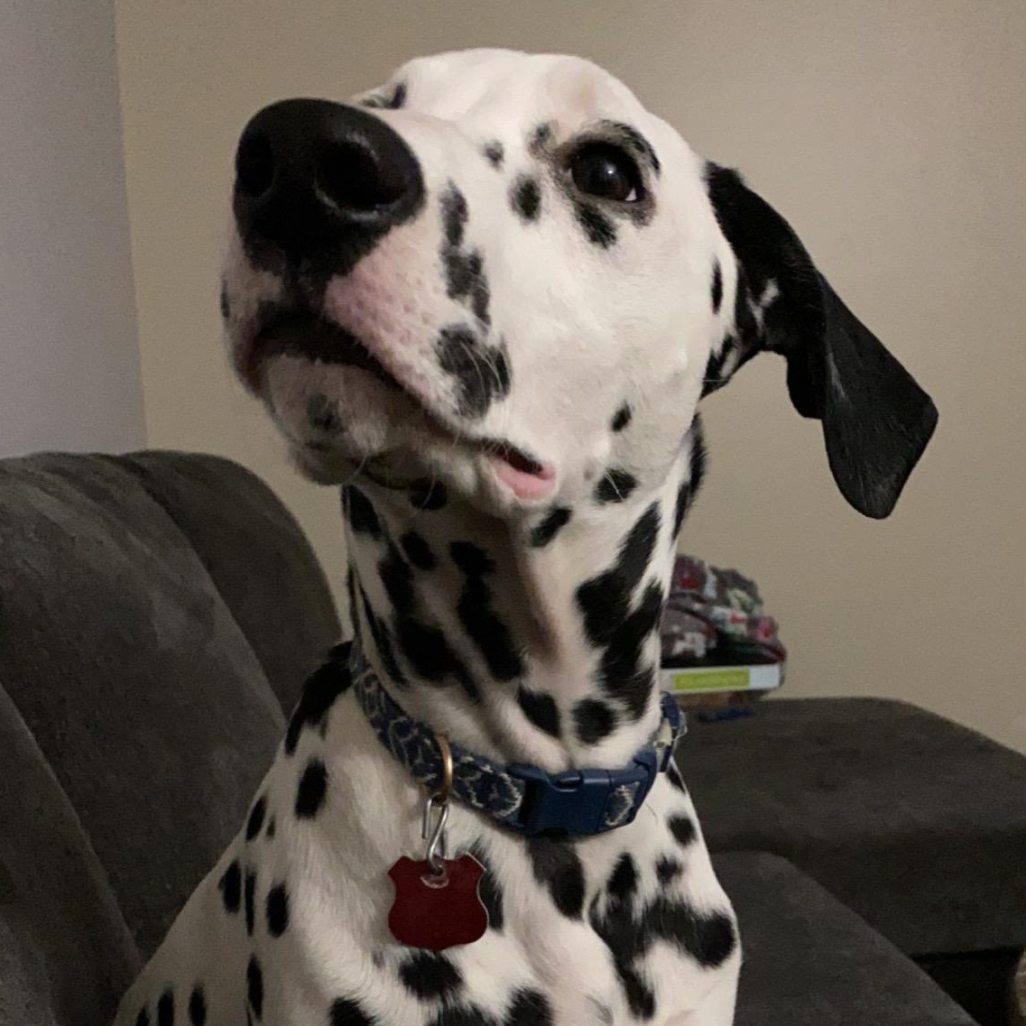 Oreo-ADOPTION PENDING, an adopted Dalmatian in Frenchville, ME image 2/4