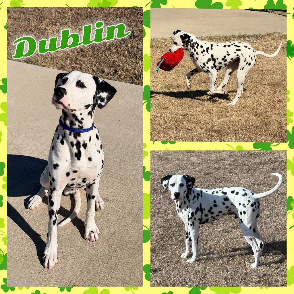 Dublin, Adoptable, Young Male Dalmatian.