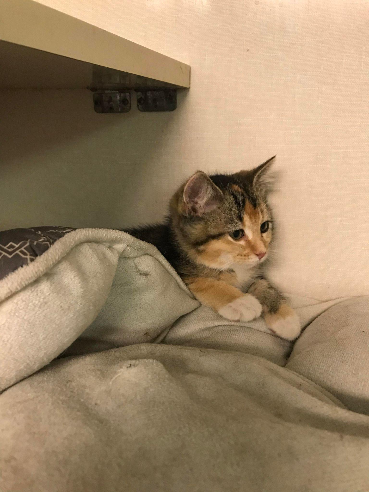 Miss Bossy, Adoptable, Adult Female Calico.