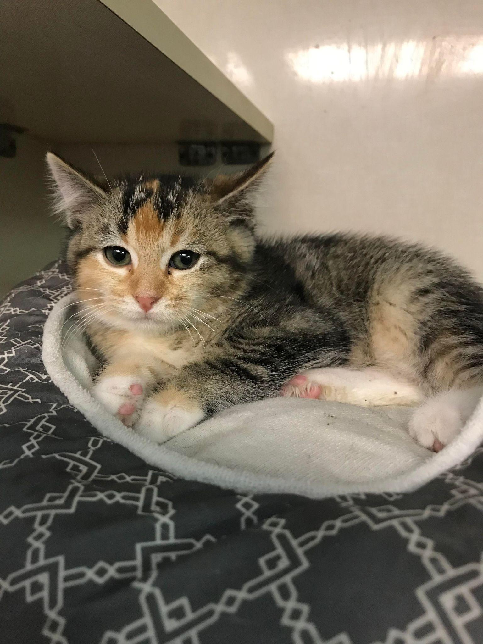 Miss Bossy, a Adoptable Calico in St. Ann, MO image 2/3