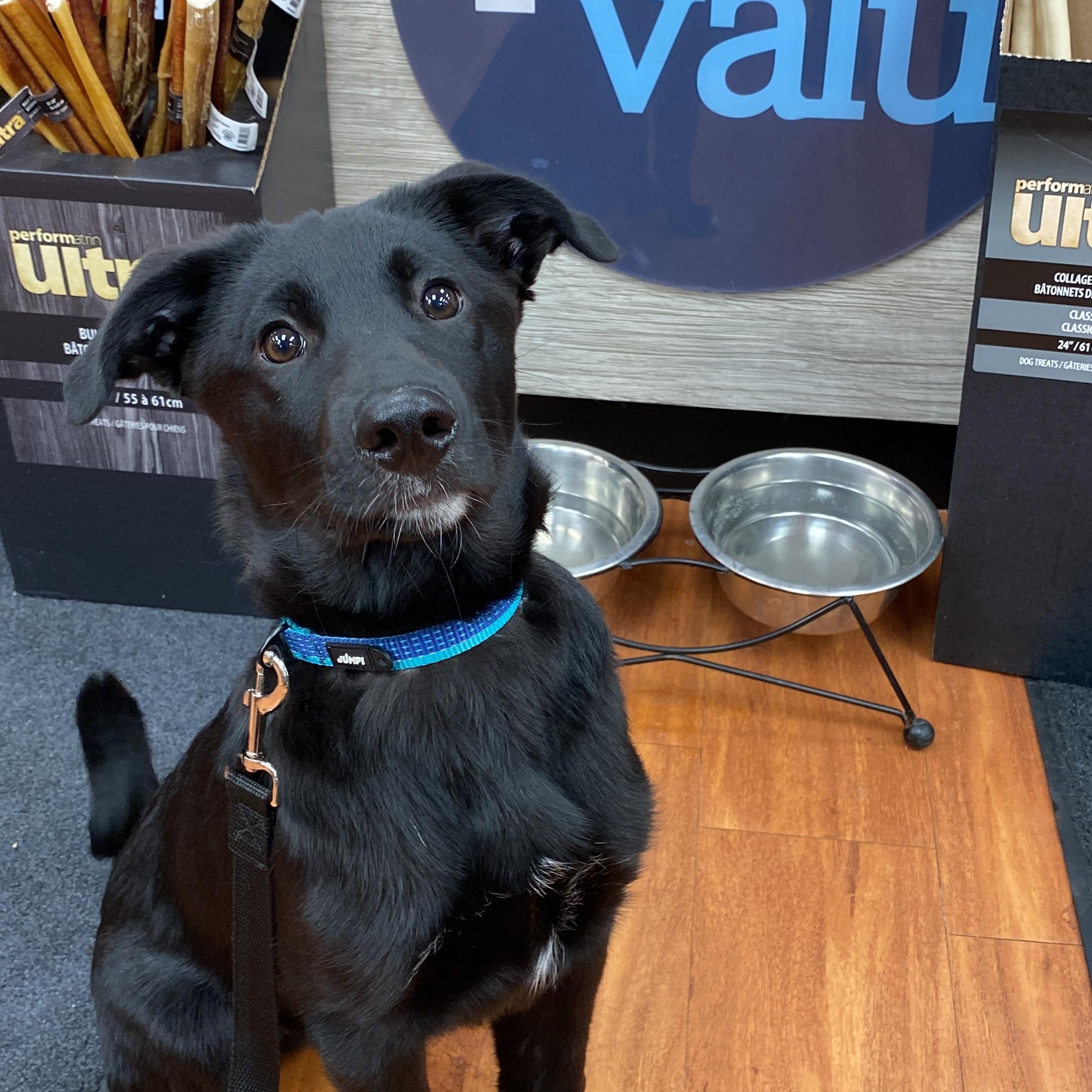 Biscuit, Adopted, Puppy Male Norwegian Elkhound & Border Collie.