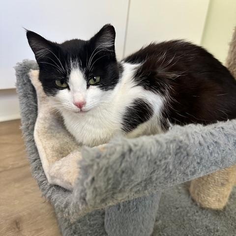 Enlarge Laila, an adopted American Shorthair in Belmont, NC image 3/5