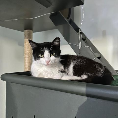 Enlarge Laila, an adopted American Shorthair in Belmont, NC image 2/5