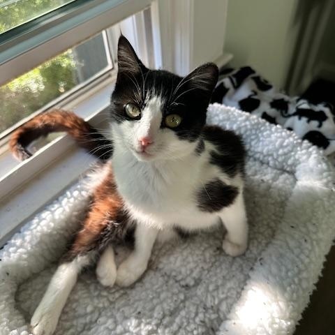 Laila, adopted, Kitten Female American Shorthair.