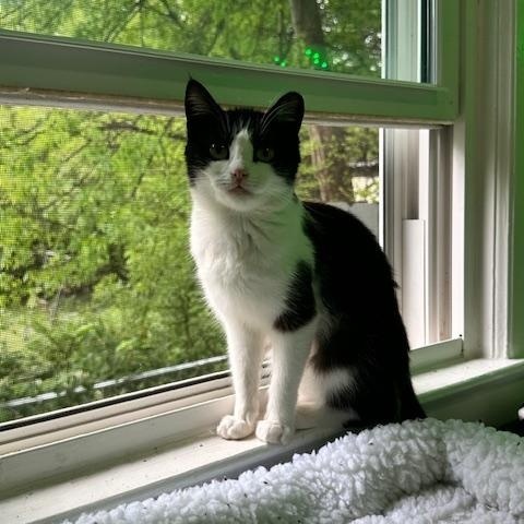Enlarge Laila, an adopted American Shorthair in Belmont, NC image 4/5