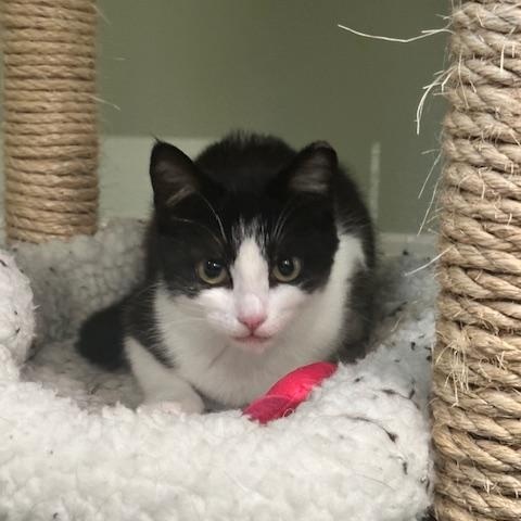 Enlarge Laila, an adopted American Shorthair in Belmont, NC image 5/5