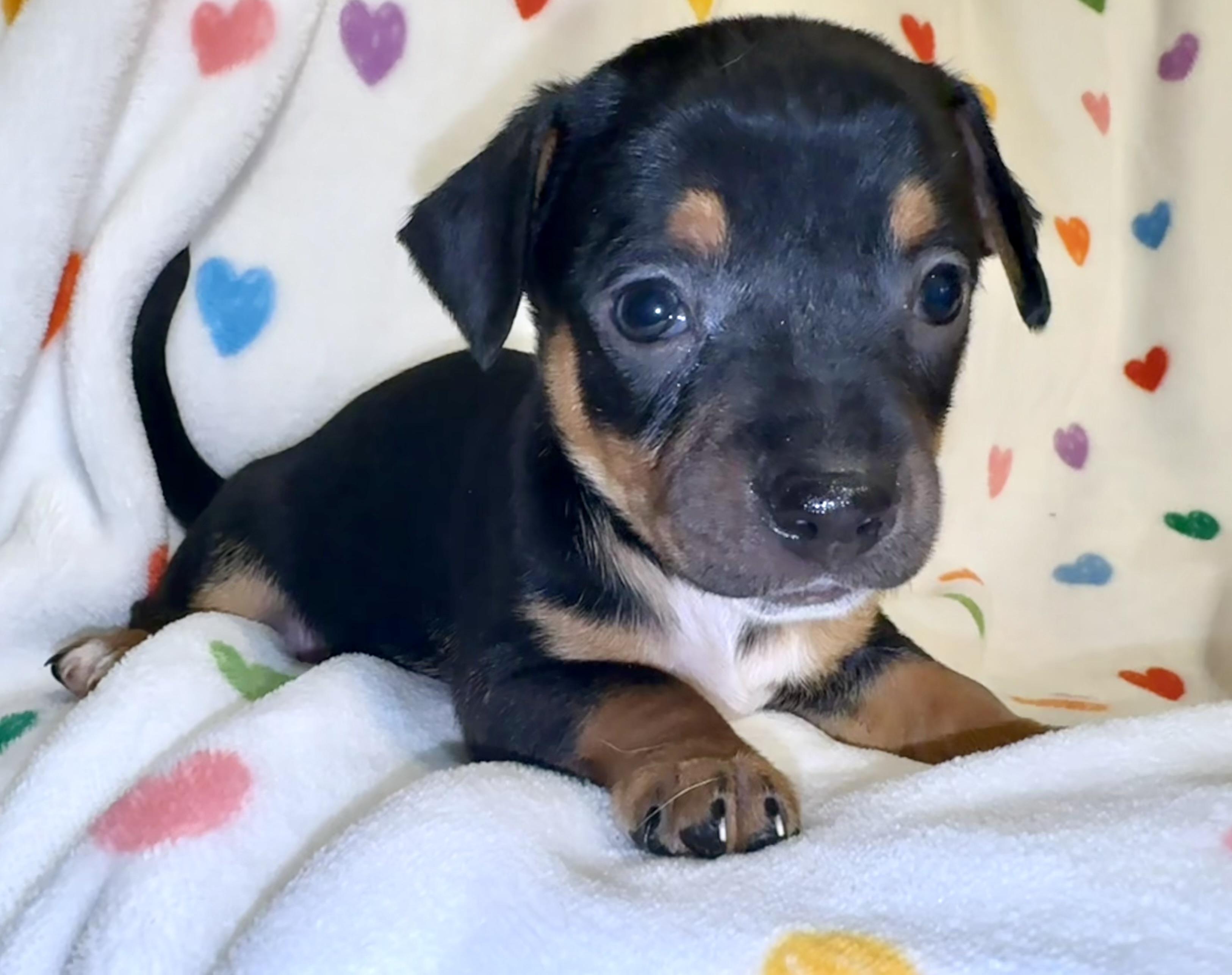 Enlarge Rover, a ADOPTABLE mixed breed in Maiden, NC image 6/6