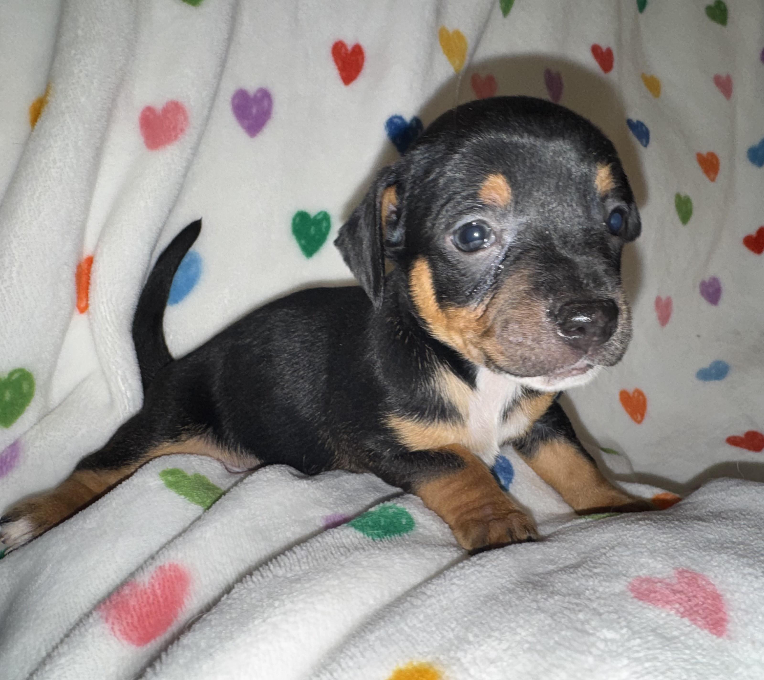 Enlarge Rover, a ADOPTABLE mixed breed in Maiden, NC image 4/6