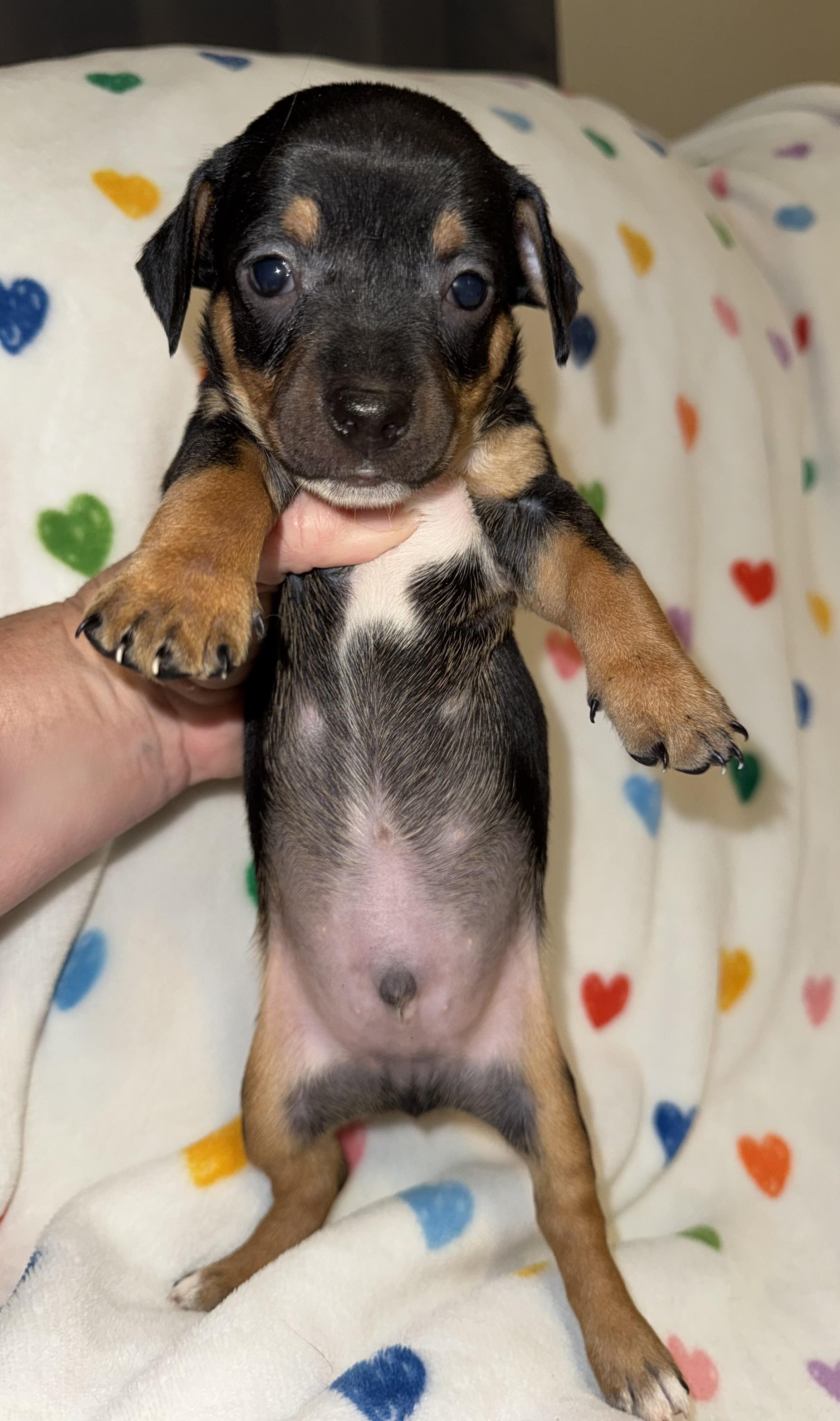Enlarge Rover, a ADOPTABLE mixed breed in Maiden, NC image 5/6