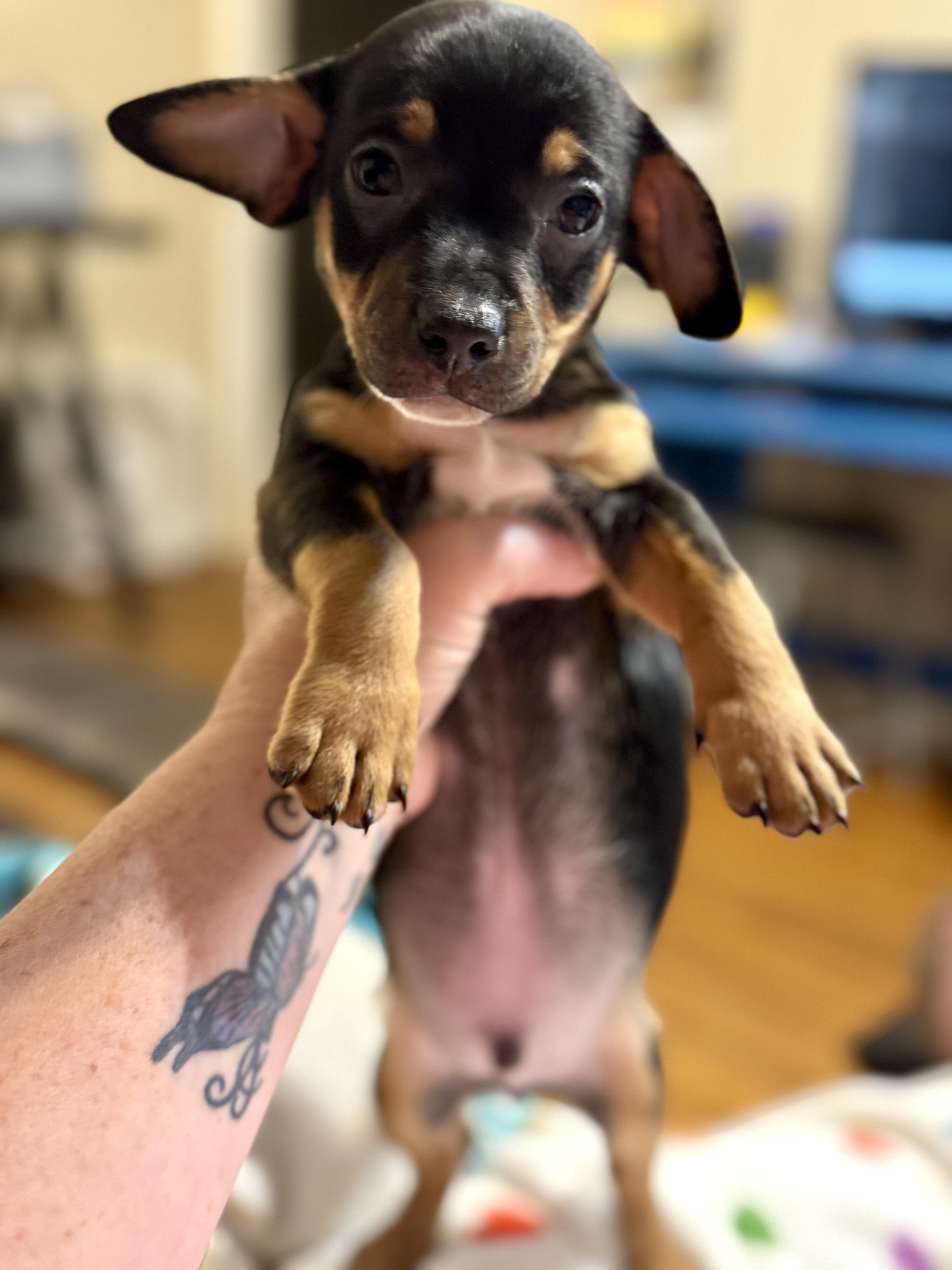 Rover, ADOPTABLE, Puppy Male Dachshund.