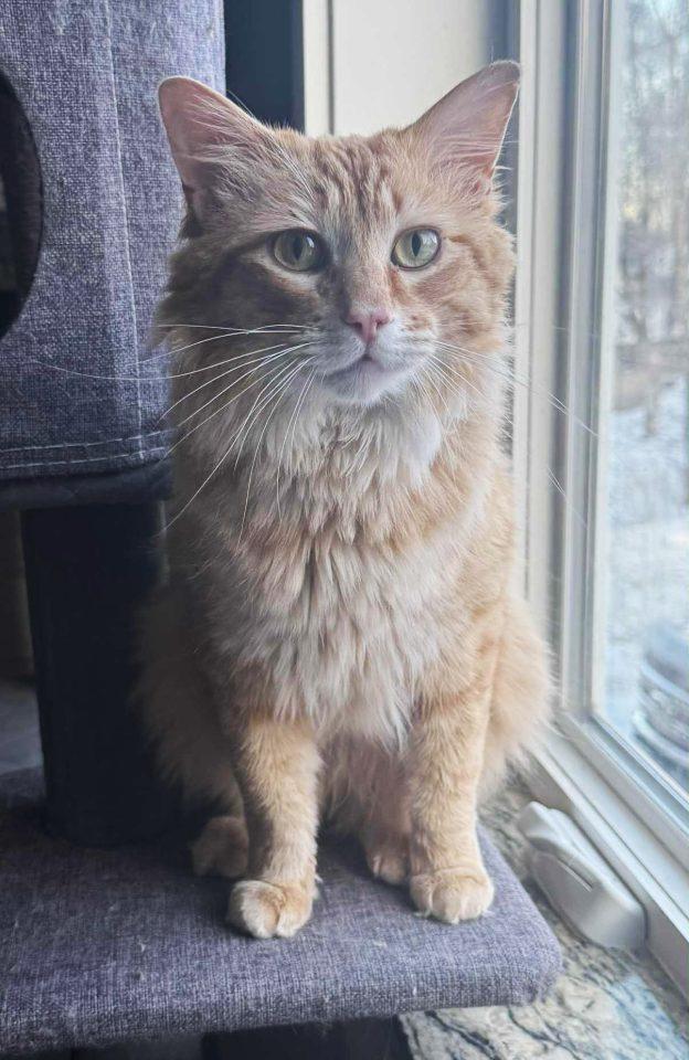 Oscar, ADOPTABLE, Young Male Domestic Medium Hair.