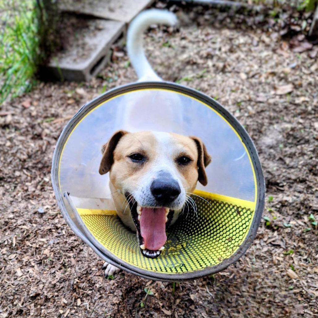 Enlarge Willie Nelson, a Adoptable mixed breed in Enterprise, AL image 1/1