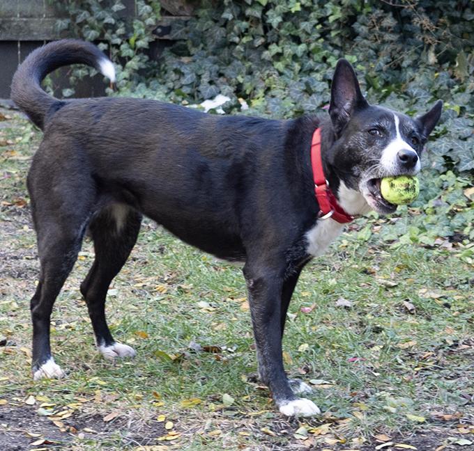 Enlarge Gigi, a ADOPTABLE mixed breed in Chicago, IL image 5/6