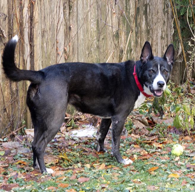 Enlarge Gigi, a ADOPTABLE mixed breed in Chicago, IL image 3/6
