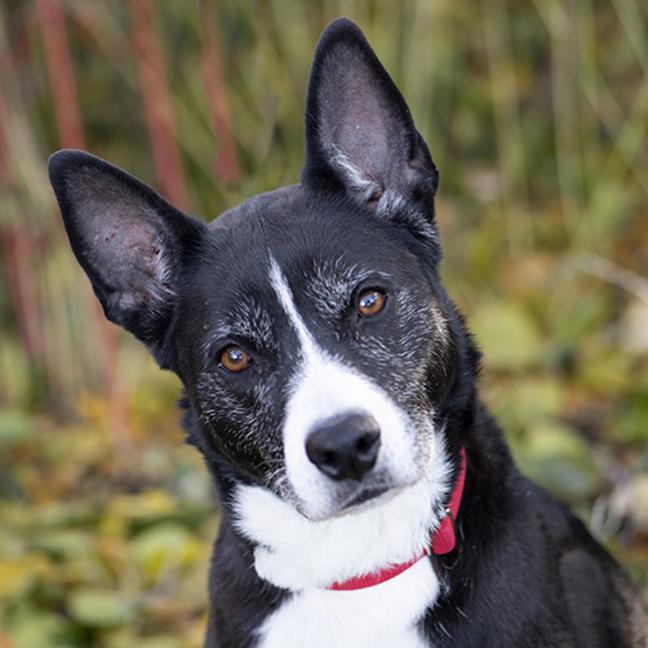 Enlarge Gigi, a ADOPTABLE mixed breed in Chicago, IL image 1/6