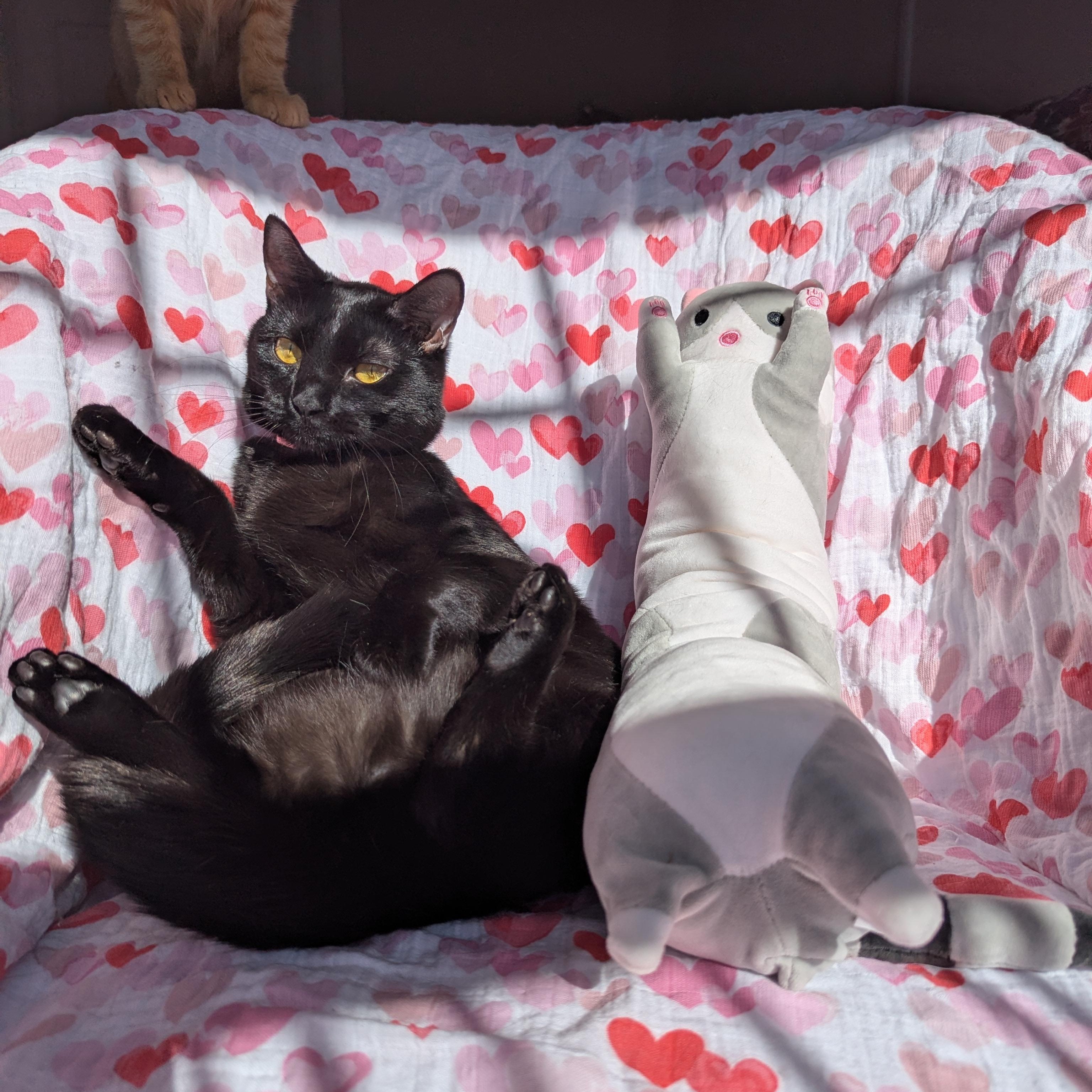 Enlarge Paprika (The Spices litter), an adopted Bombay in Atlanta, GA image 3/6