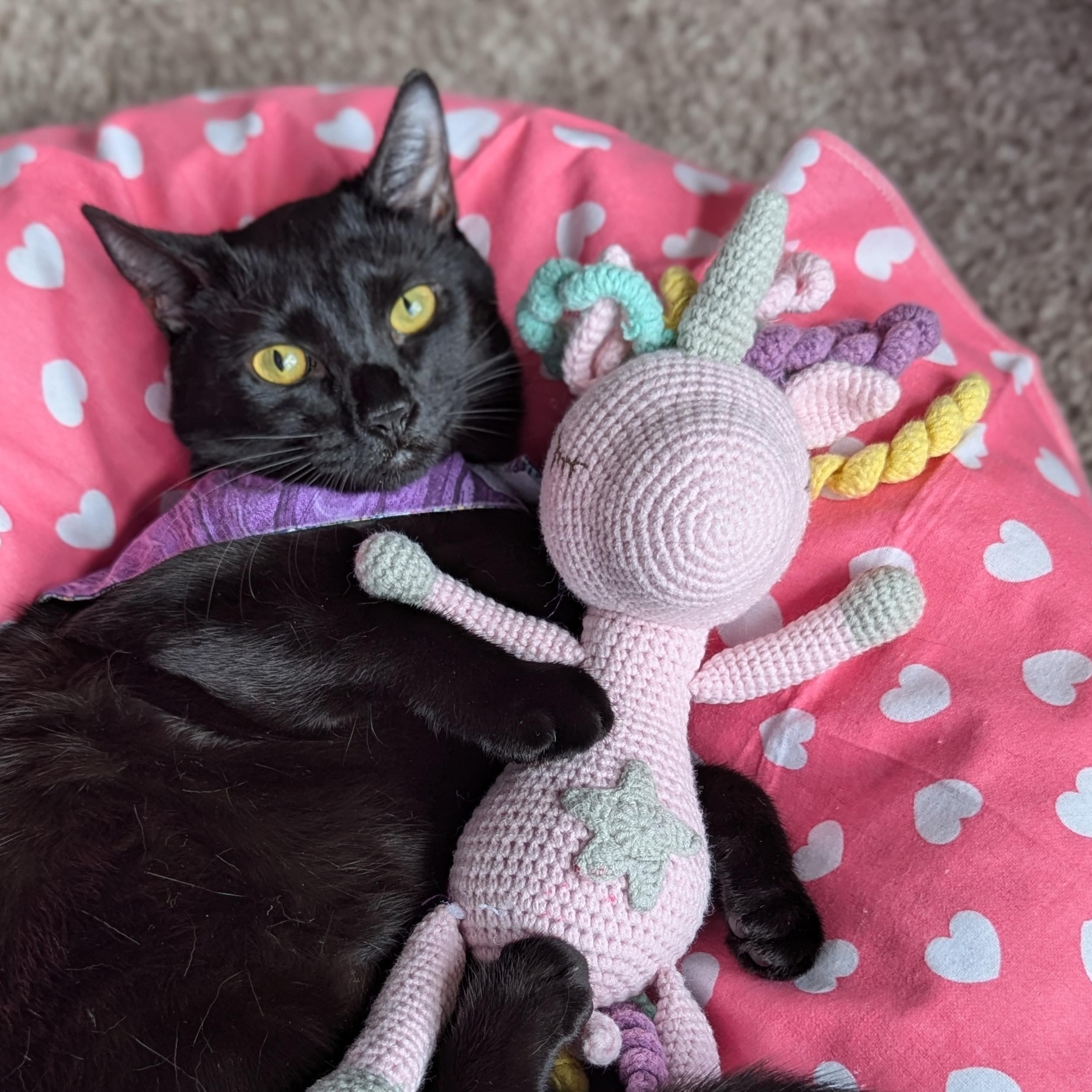 Enlarge Paprika (The Spices litter), an adopted Bombay in Atlanta, GA image 4/6