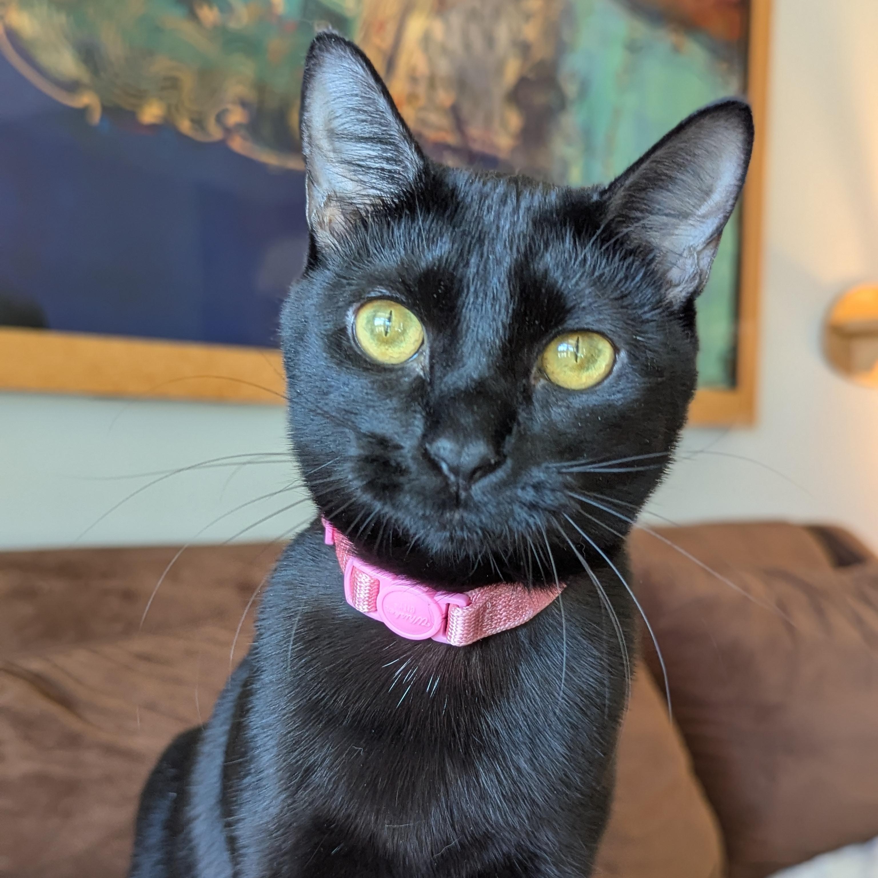 Enlarge Paprika (The Spices litter), an adopted Bombay in Atlanta, GA image 2/6