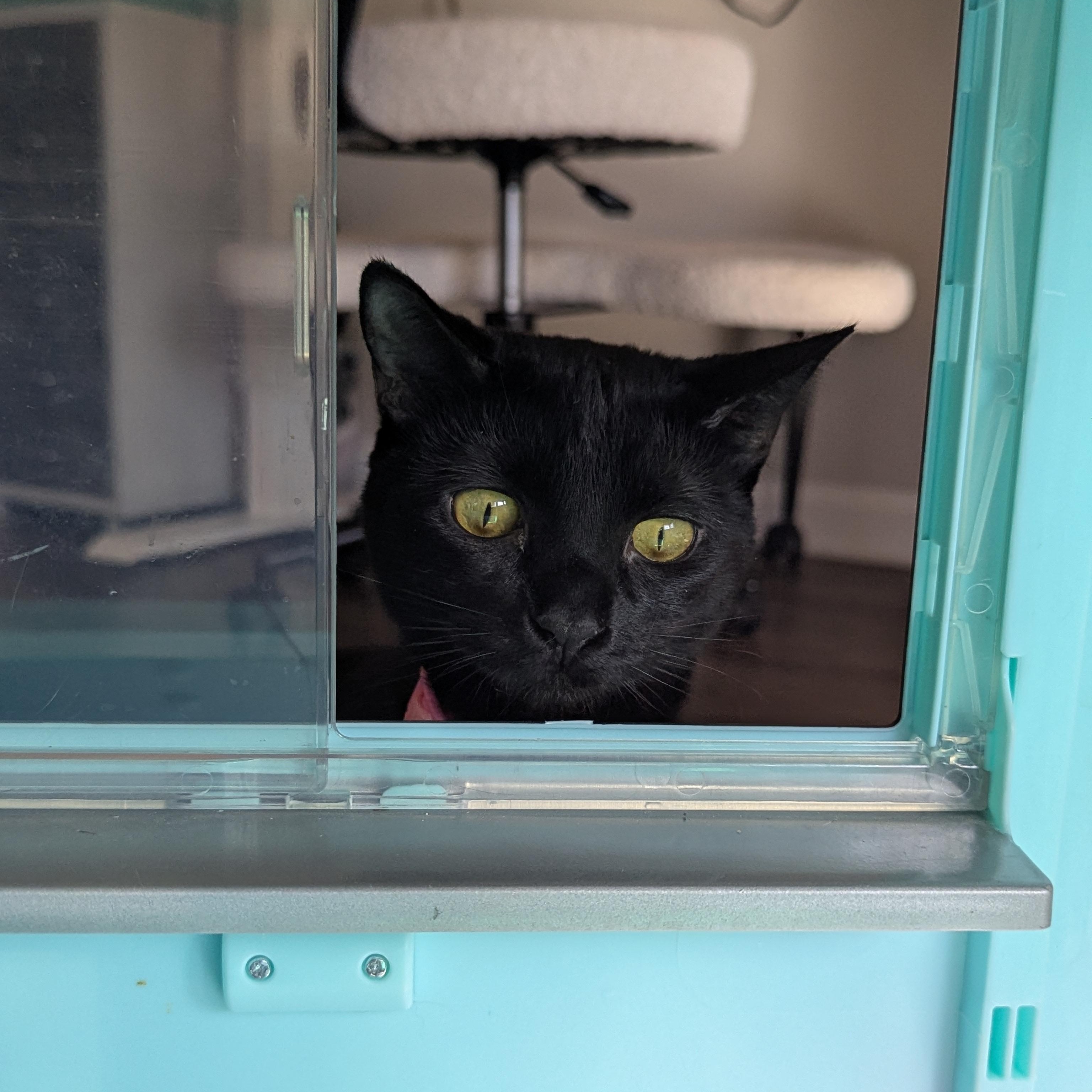 Enlarge Paprika (The Spices litter), an adopted Bombay in Atlanta, GA image 6/6