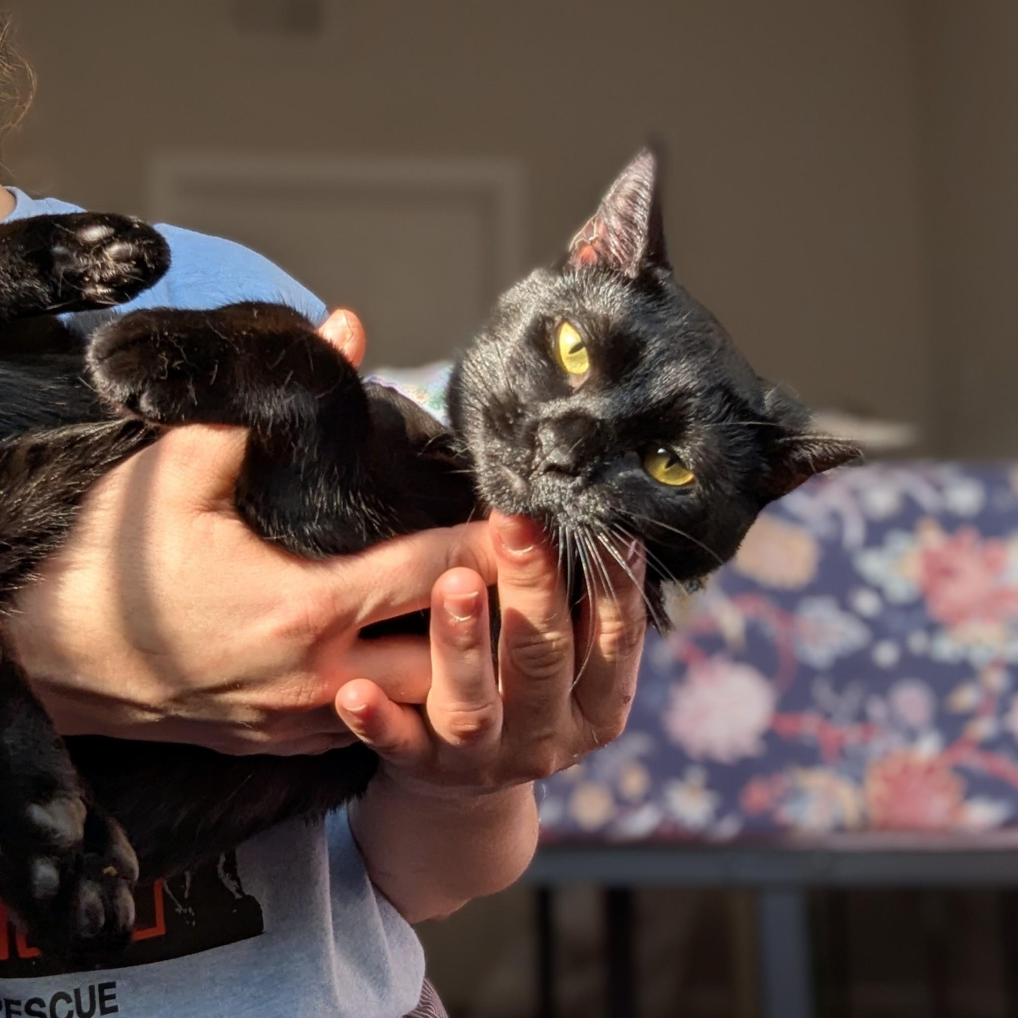 Enlarge Paprika (The Spices litter), an adopted Bombay in Atlanta, GA image 5/6