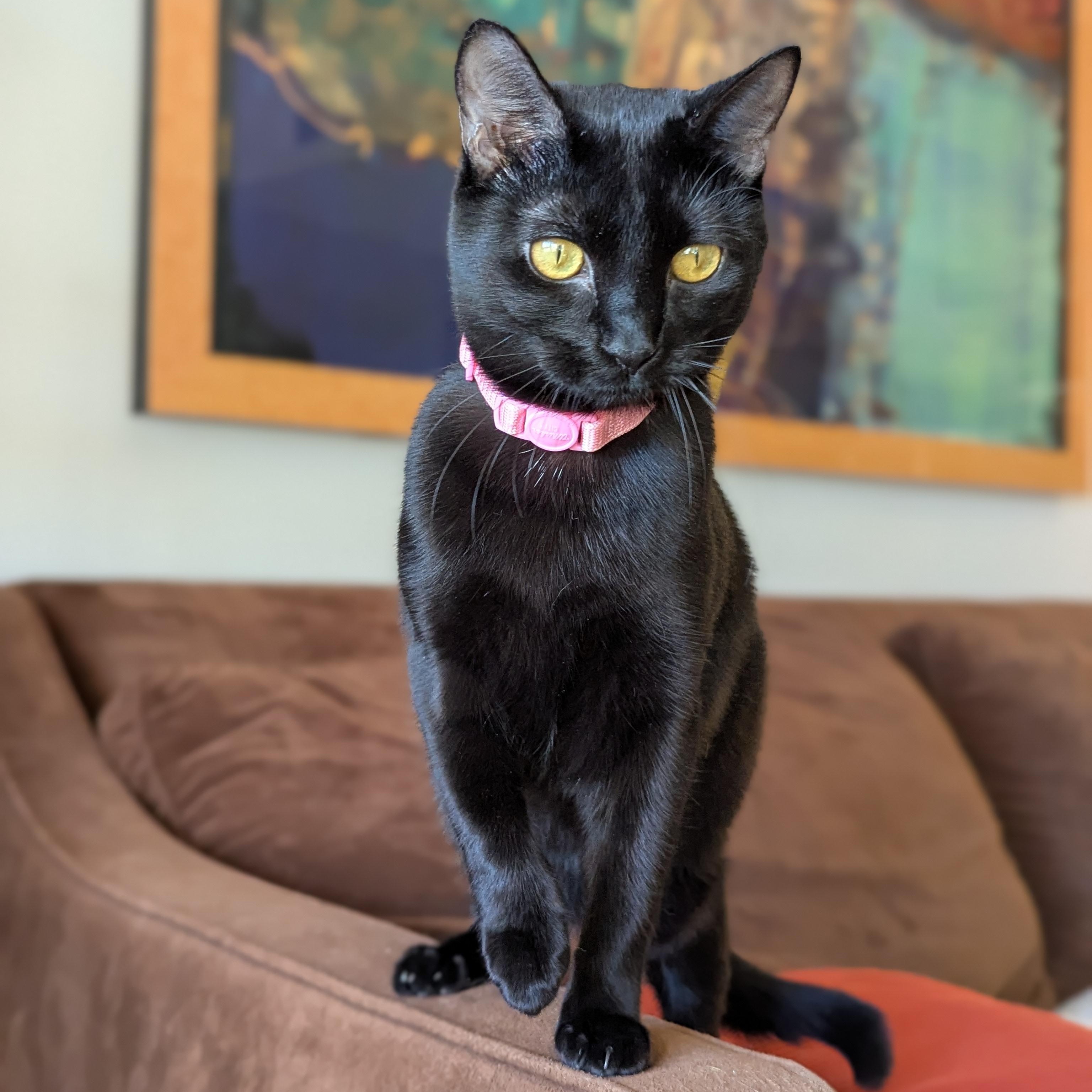 Enlarge Paprika (The Spices litter), an adopted Bombay in Atlanta, GA image 1/6